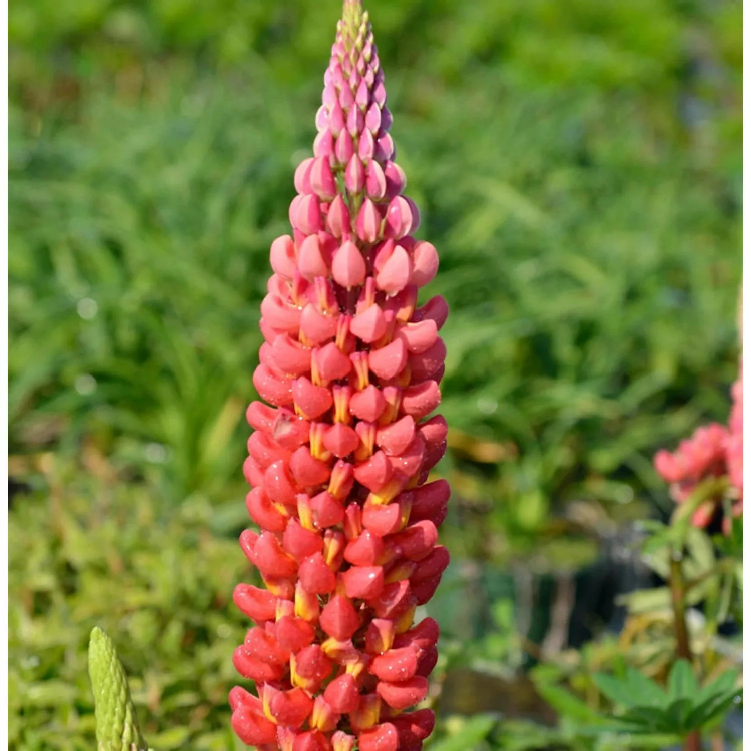 Gartenlupinie Mein Schloß - Lupinus polyphyllus günstig online kaufen