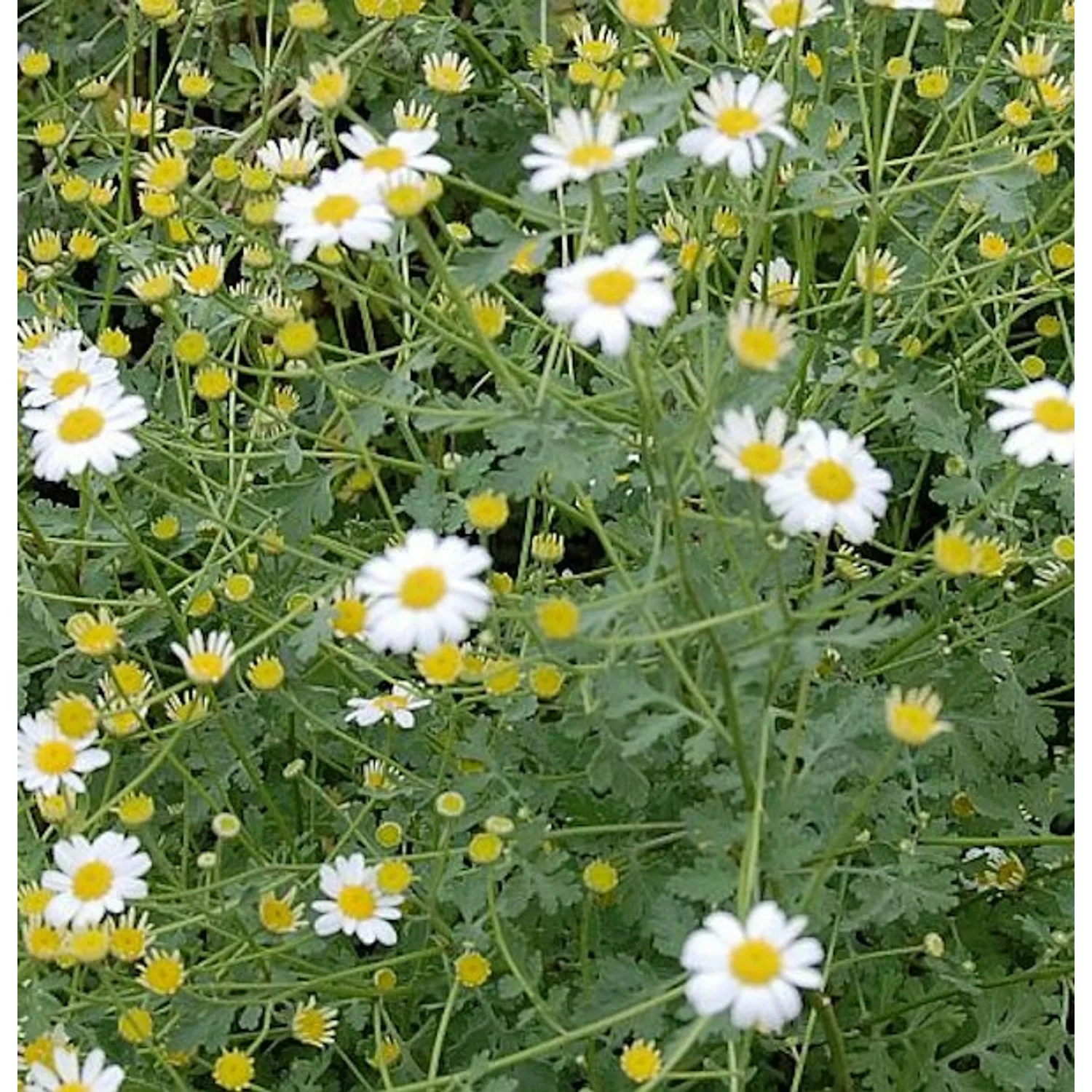 Graublättriges Gartenmutterkraut Jackpot - Tanacetum niveum günstig online kaufen