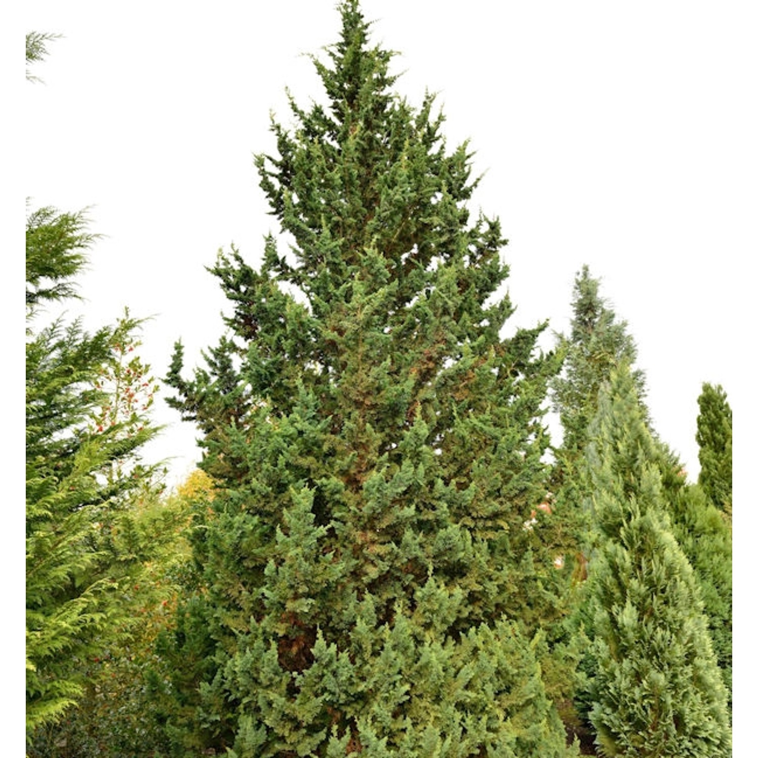 Gartenzypresse Wisselii 80-100cm - Chamaecyparis lawsoniana günstig online kaufen