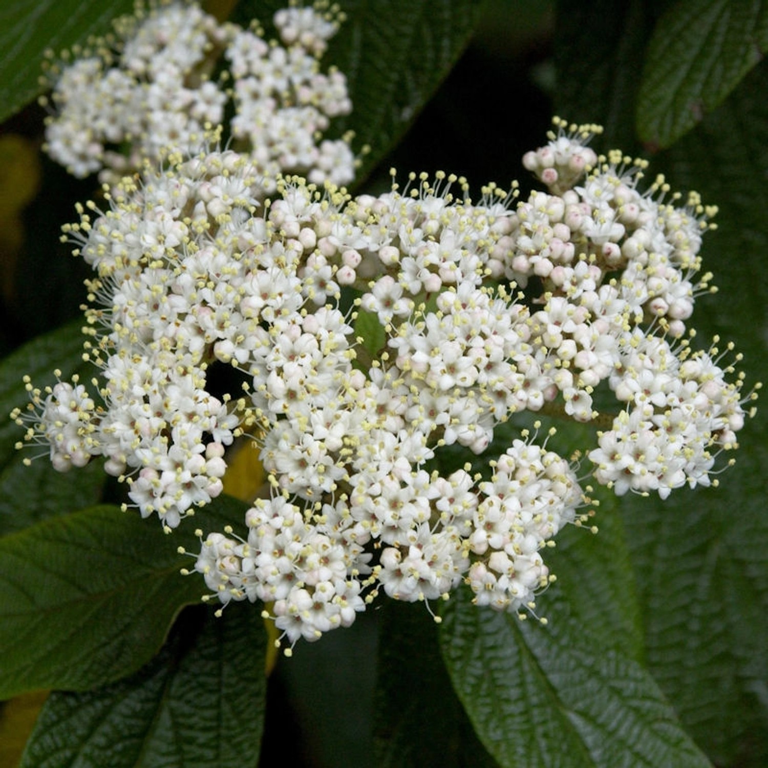 Immergrüner Zungen Schneeball 125-150cm - Viburnum rhytidophyllum günstig online kaufen