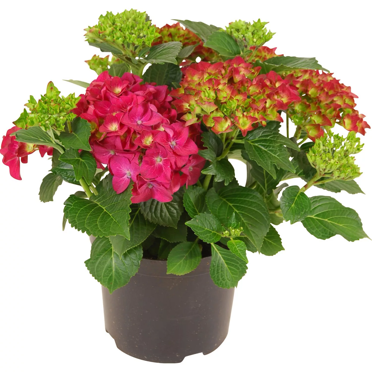 Bauernhortensie Rot Höhe ca. 45 cm Topf ca. 5 l Hydrangea Macrophylla günstig online kaufen