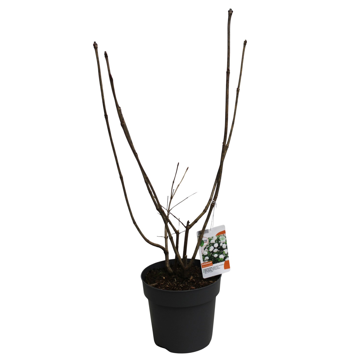 Gewöhnlicher Schneeball Weiß Höhe ca. 40 cm Topf ca. 3 l Viburnum opulus günstig online kaufen