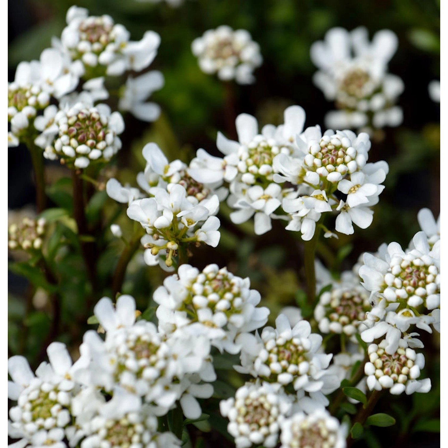 Schleifenblume Appen Etz - Iberis sempervirens günstig online kaufen