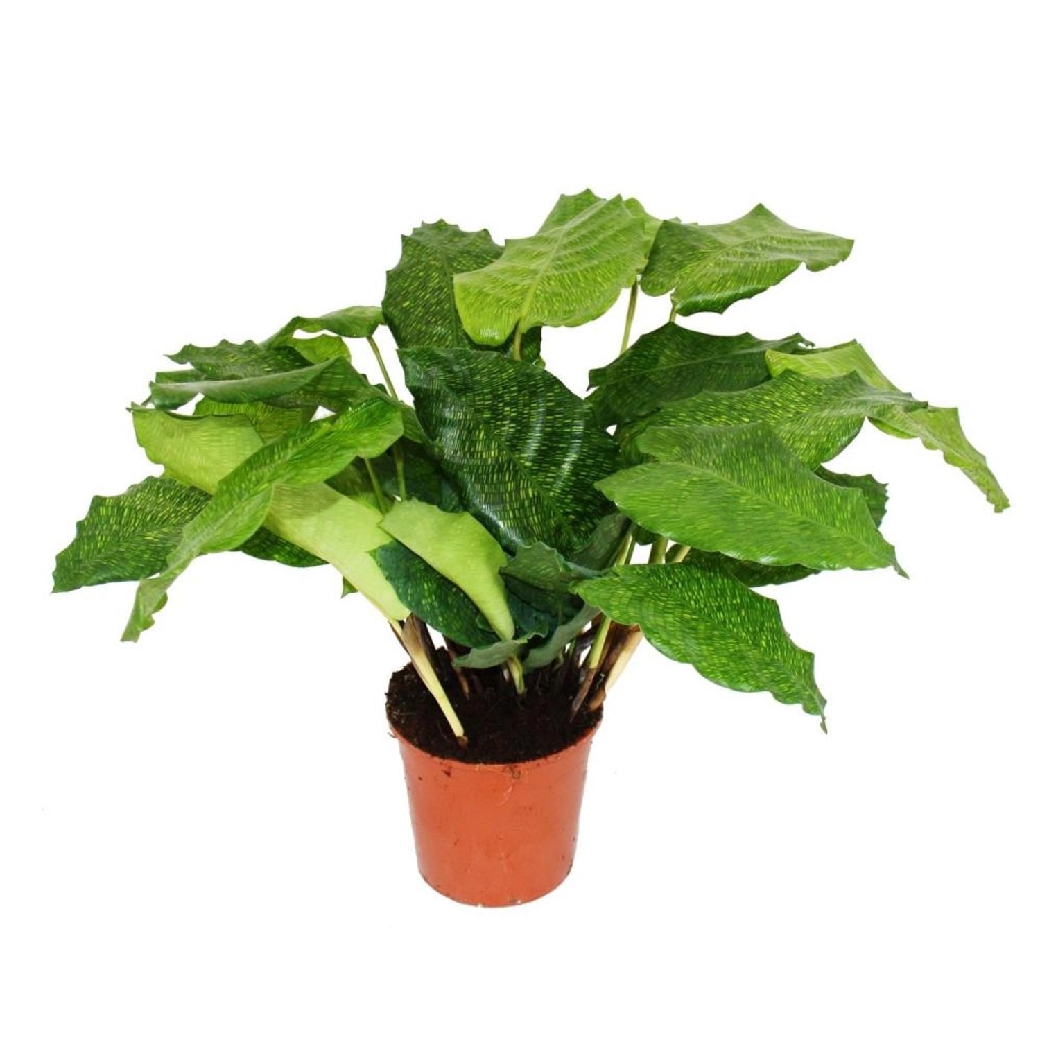 Exotenherz Schattenpflanze mit Ausgefallenem Blattmuster Calathea Musaica N günstig online kaufen