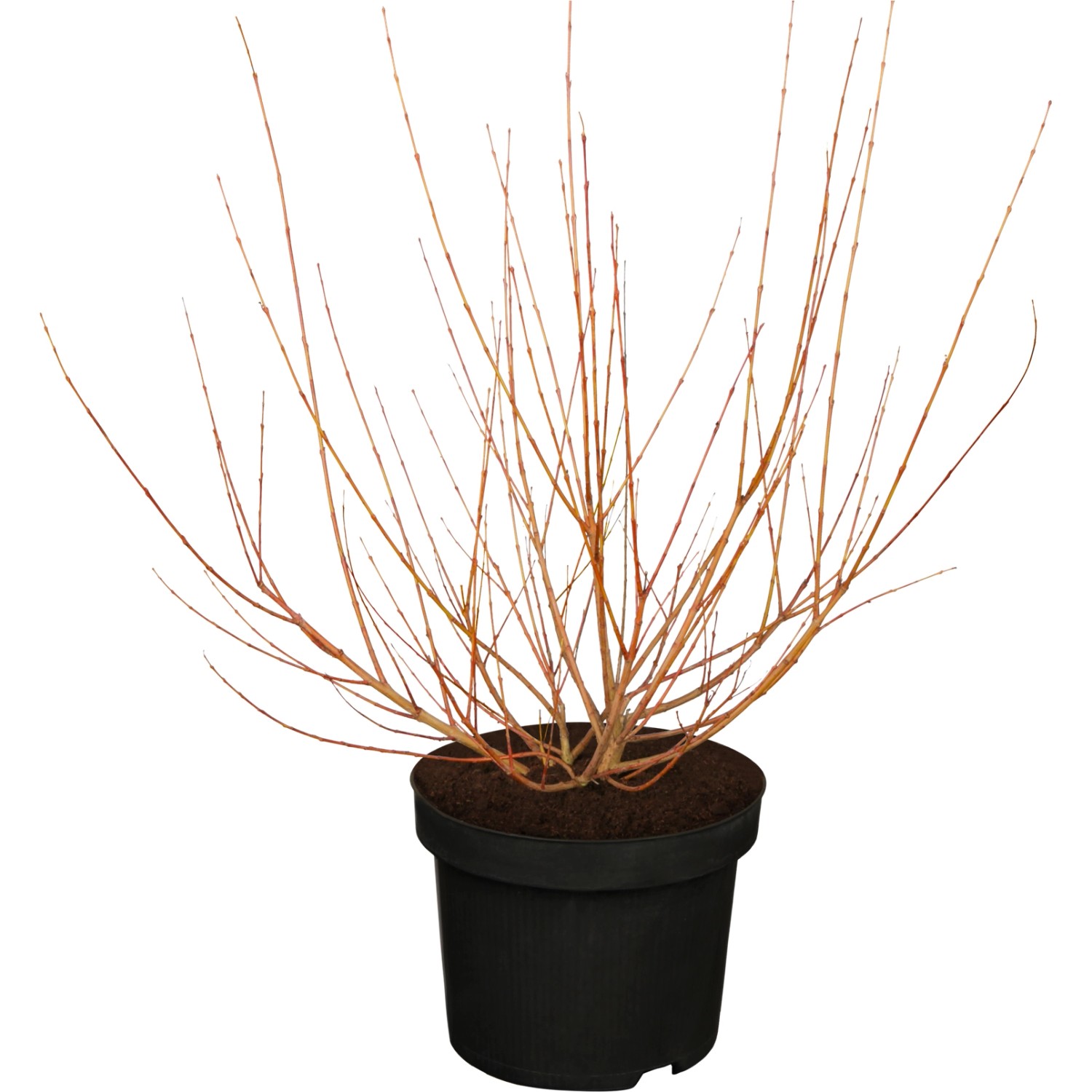 OBI Harlekinweide Hakuro Nishiki Höhe ca. 30 - 40 cm Topf ca. 3,5 l Salix günstig online kaufen