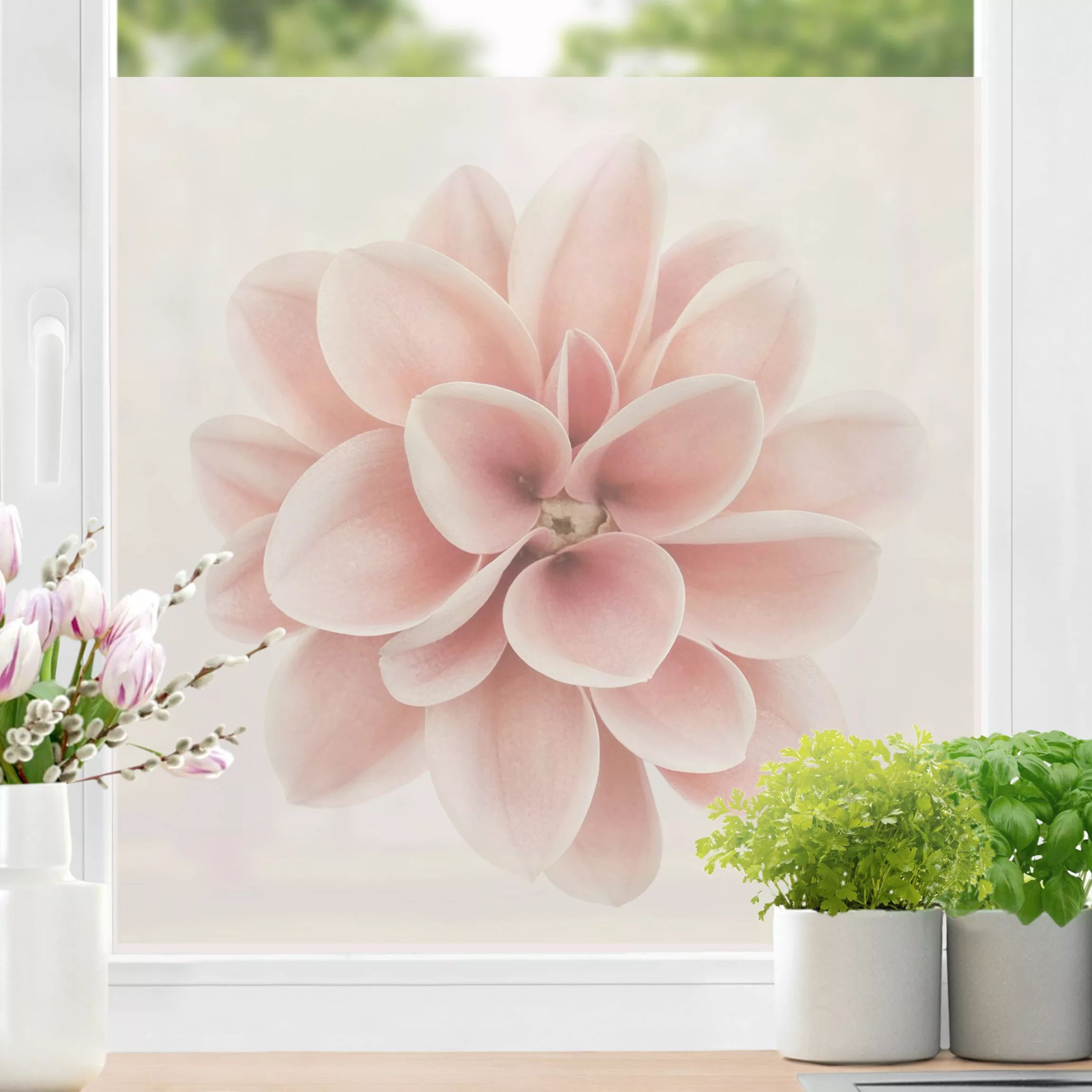 Fensterfolie Dahlie Rosa Pastell Blume Zentriert günstig online kaufen