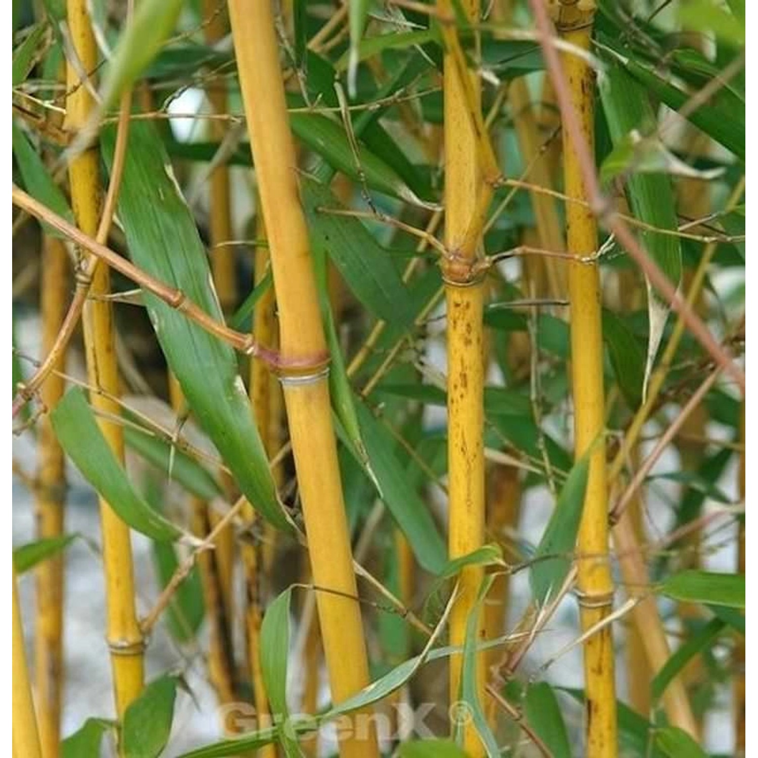 Goldener Peking Bambus 100-125cm - Phyllostachys aureocaulis günstig online kaufen