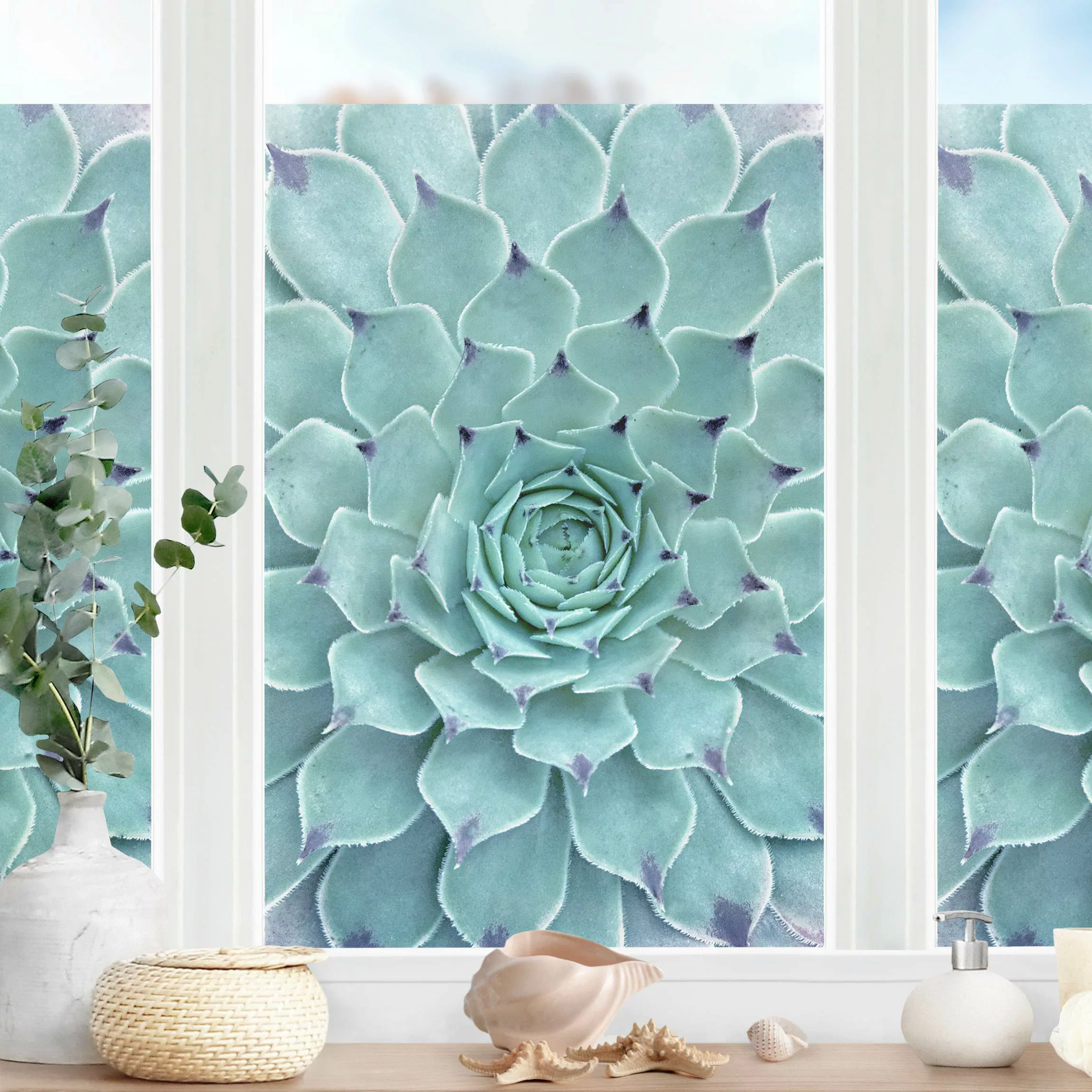 Fensterfolie Kaktus Agave günstig online kaufen