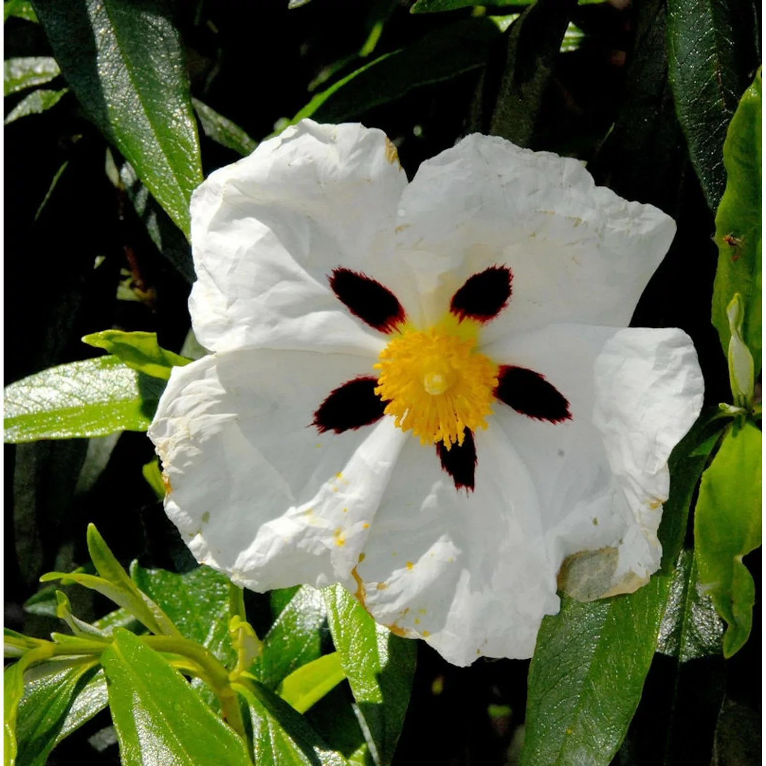 Zistrose Alan Fradd - Cistus purpurea günstig online kaufen