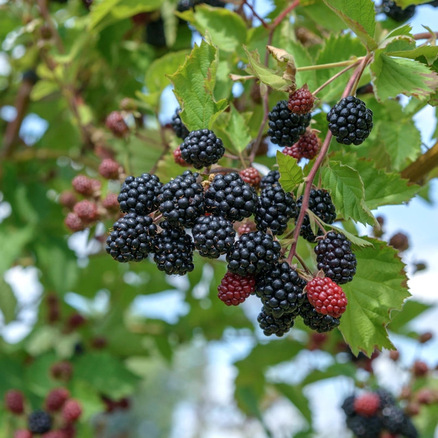 Brombeere Dirksen Thornless - Rubus fruticosus günstig online kaufen