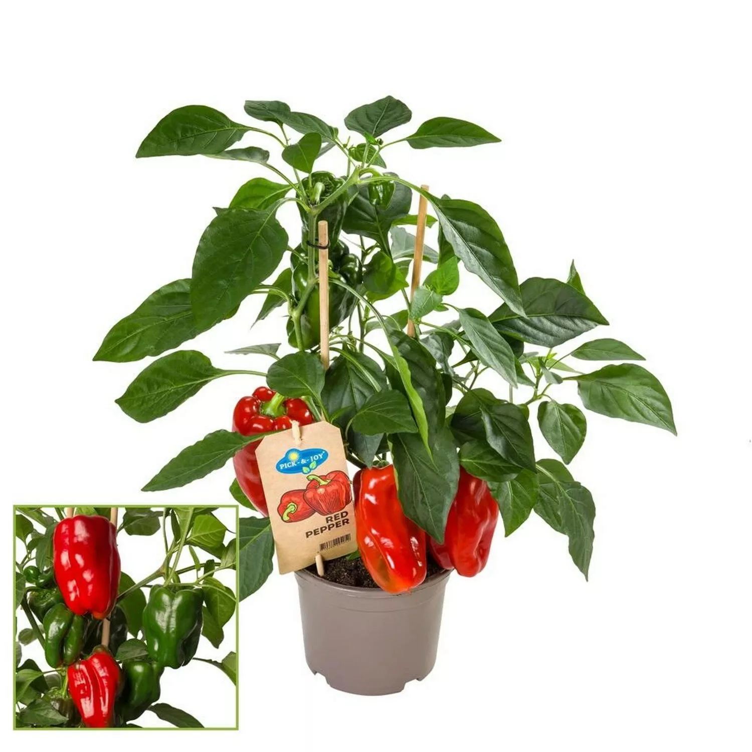 Exotenherz Paprikapflanze mit Roten Früchten für Balkon und Garten 14cm Top günstig online kaufen