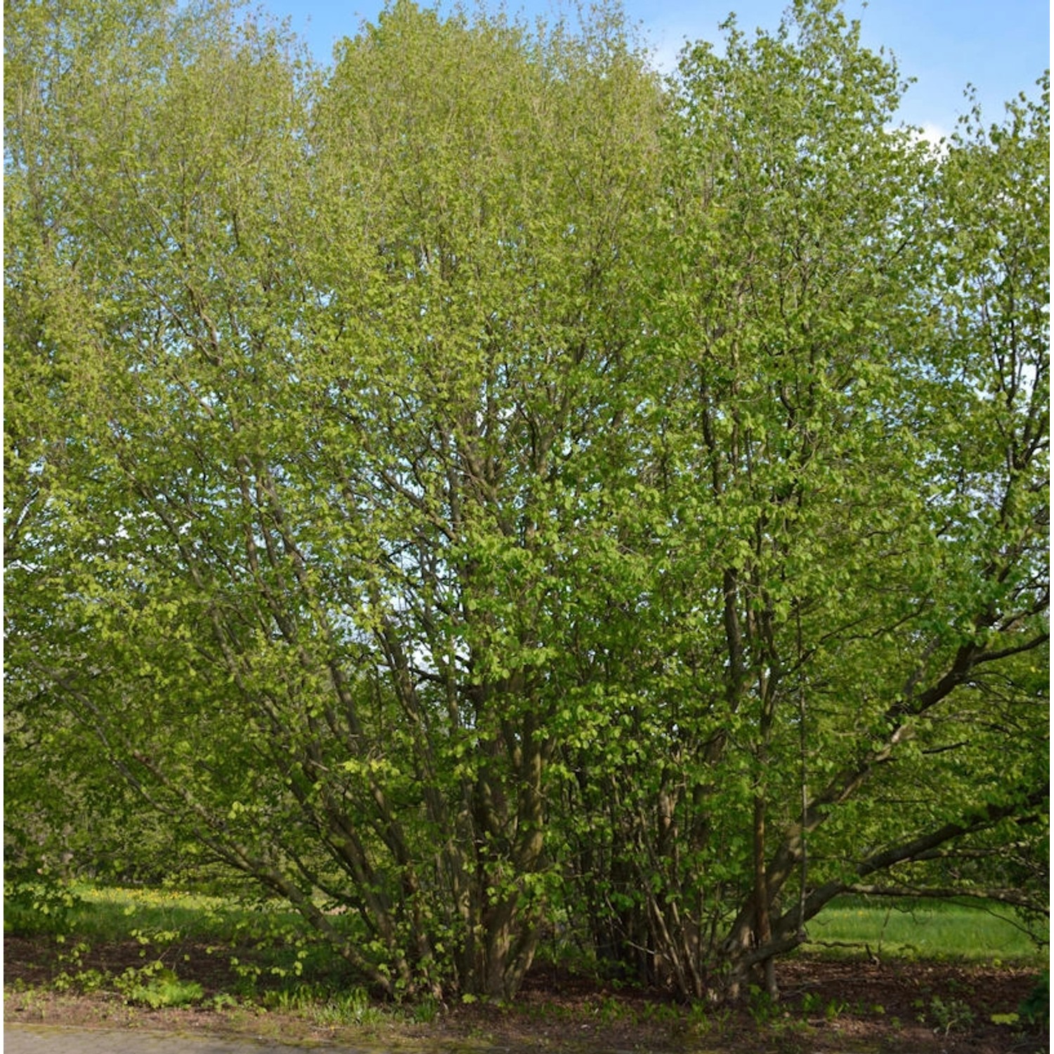 Haselnussstrauch Waldhasel Cosford 80-100cm - Corylus avellana günstig online kaufen