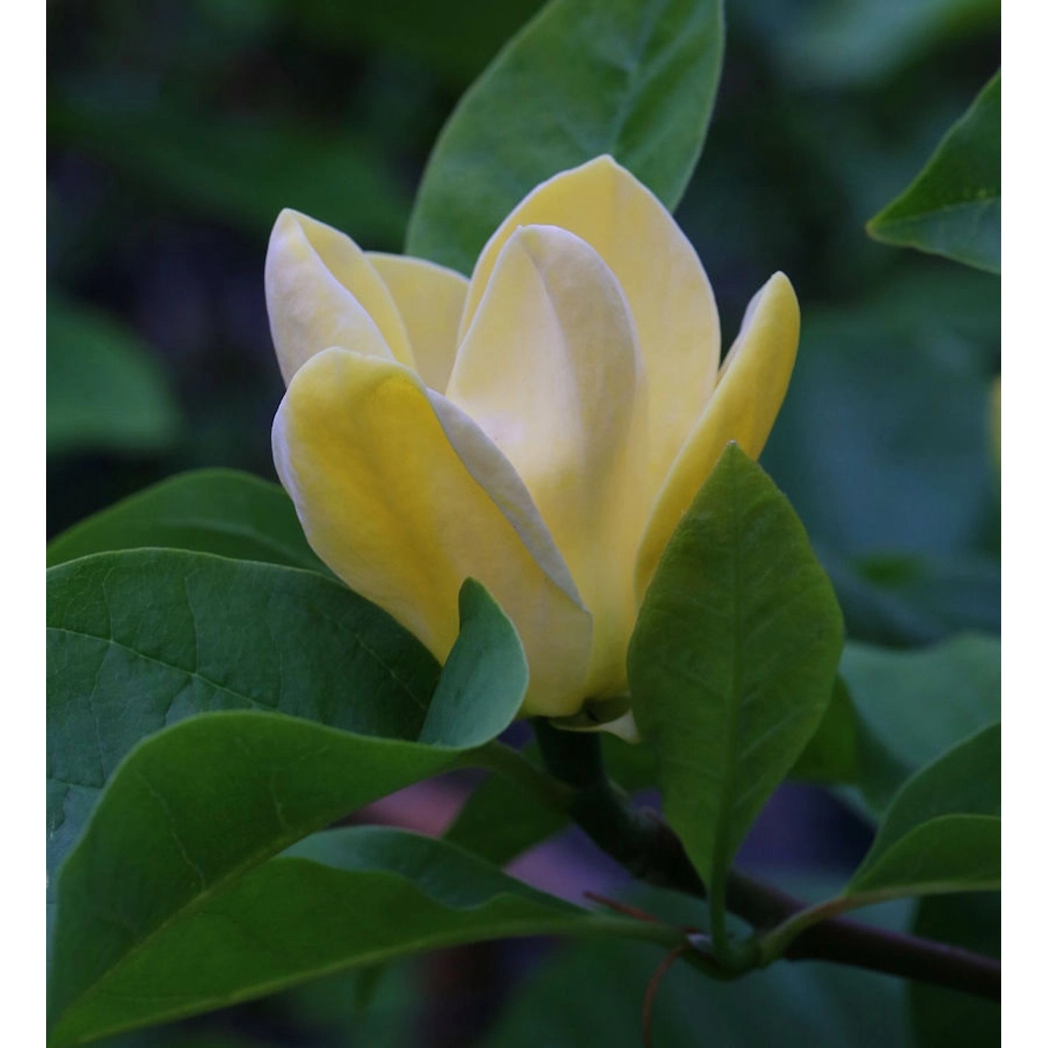 Magnolie Blue Opal 80-100cm - Magnolia acuminata günstig online kaufen