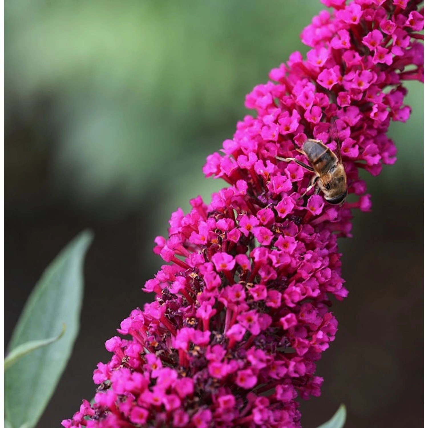 Sommerflieder Royal Red 100-125cm - Buddleja günstig online kaufen