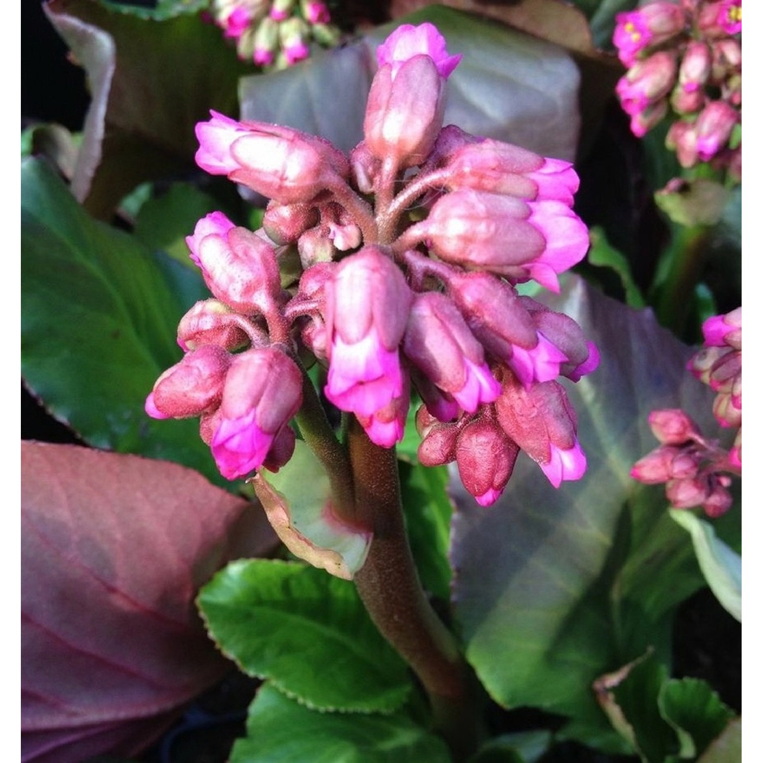 Bergenie Abendglut - Bergenia cordifolia günstig online kaufen