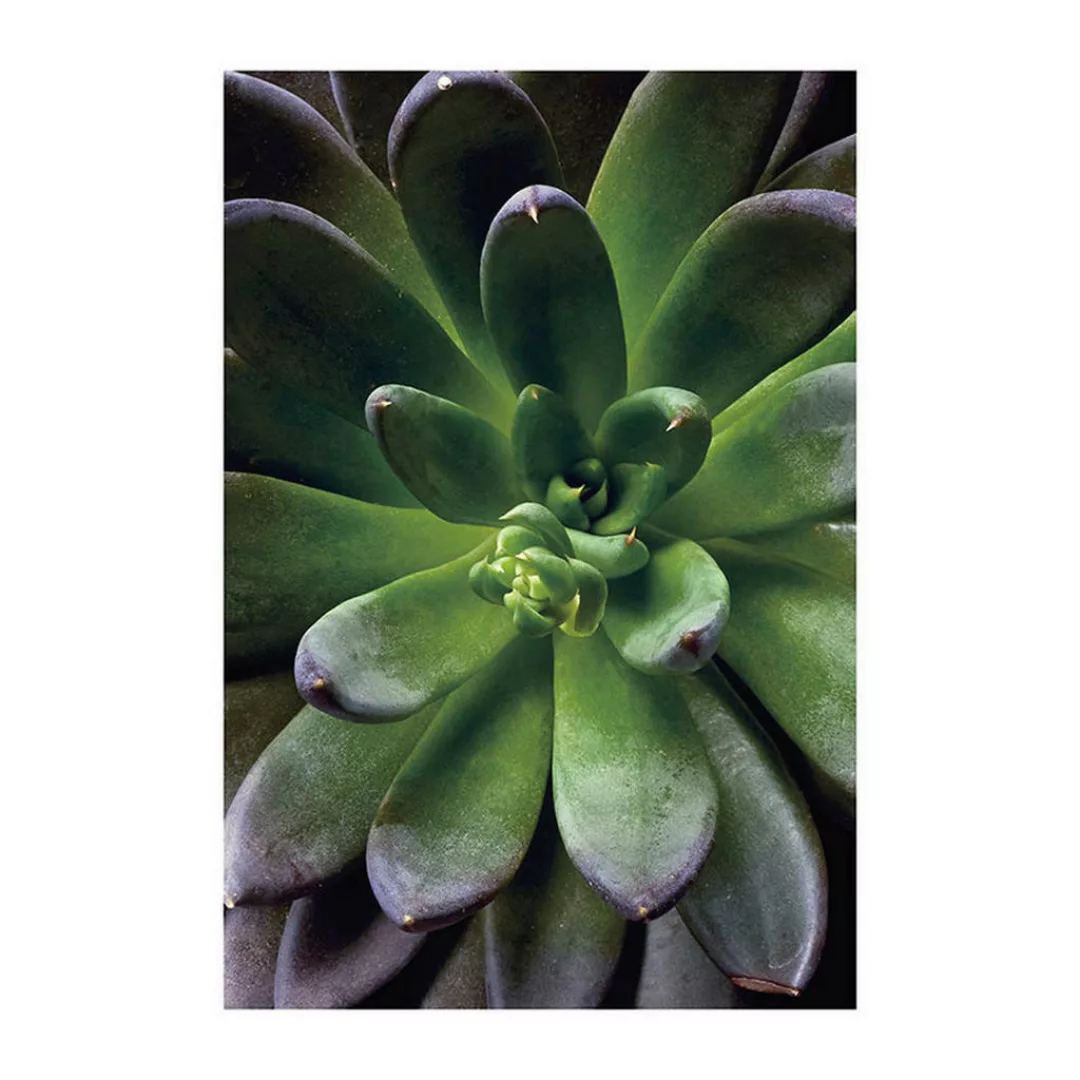 KOMAR Wandbild - Succulent Single - Größe: 50 x 70 cm mehrfarbig Gr. one si günstig online kaufen