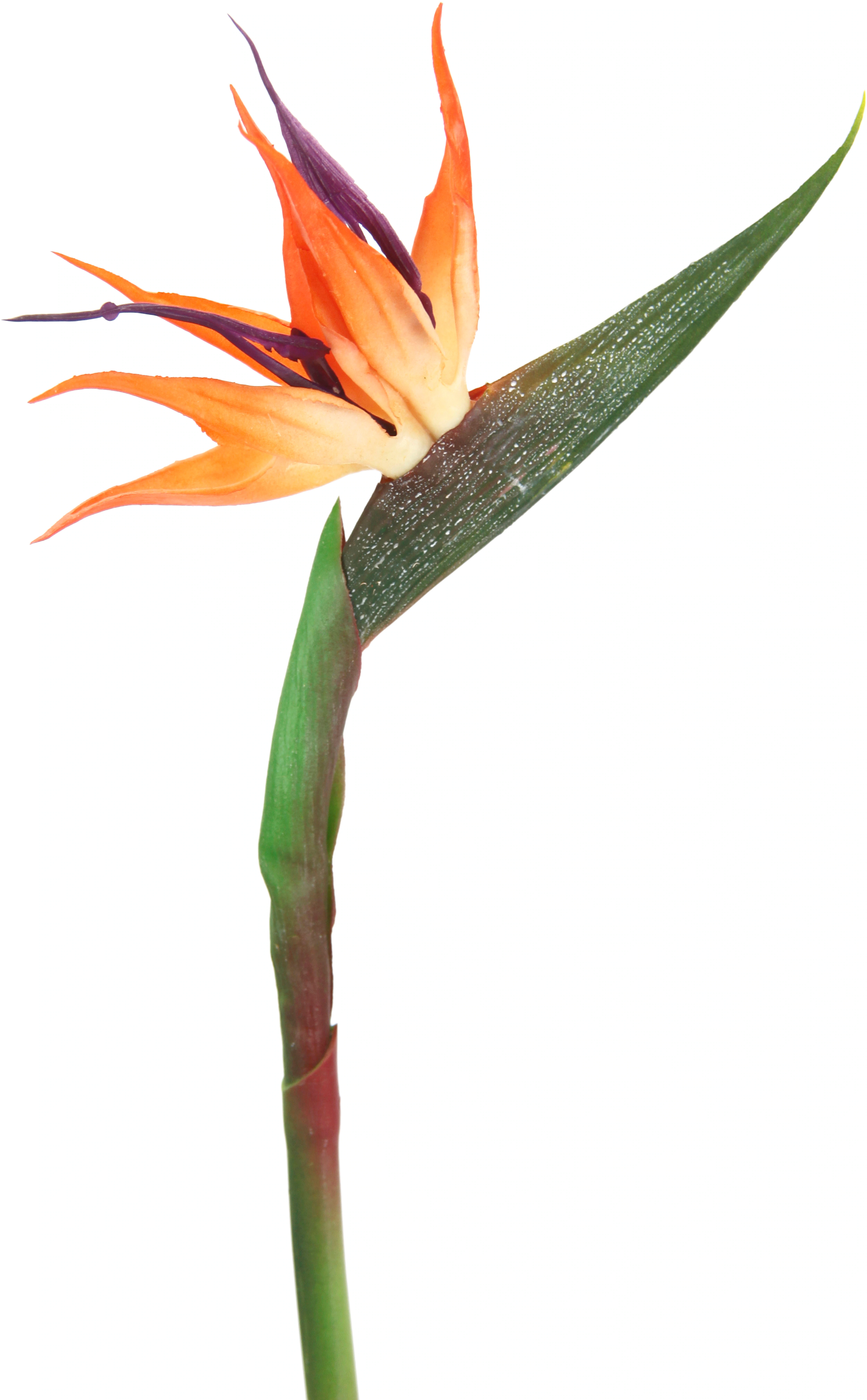 I.GE.A. Kunstblume "Künstliche Blume Strelitzie Paradiesvogelblume Exotisch günstig online kaufen