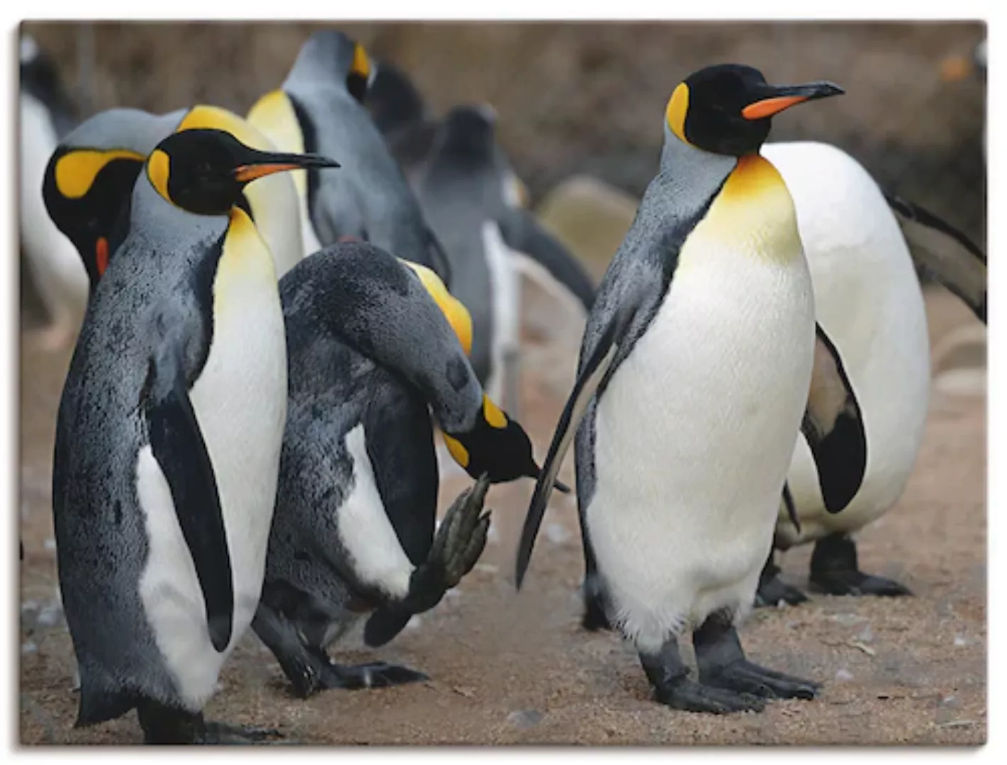 Artland Wandbild »Königspinguin«, Vögel, (1 St.), als Leinwandbild, Wandauf günstig online kaufen