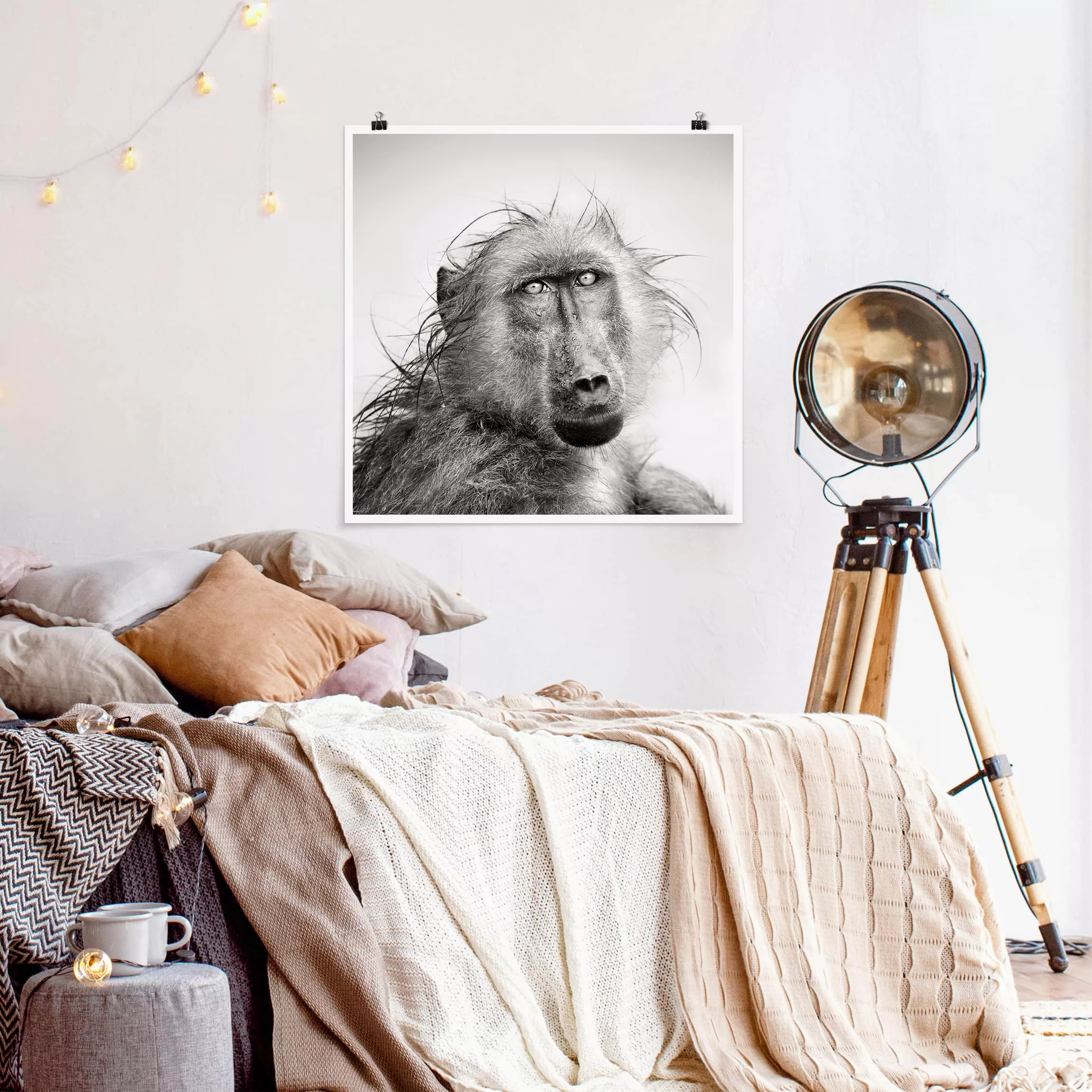 Poster Tiere - Quadrat Crying Baboon günstig online kaufen