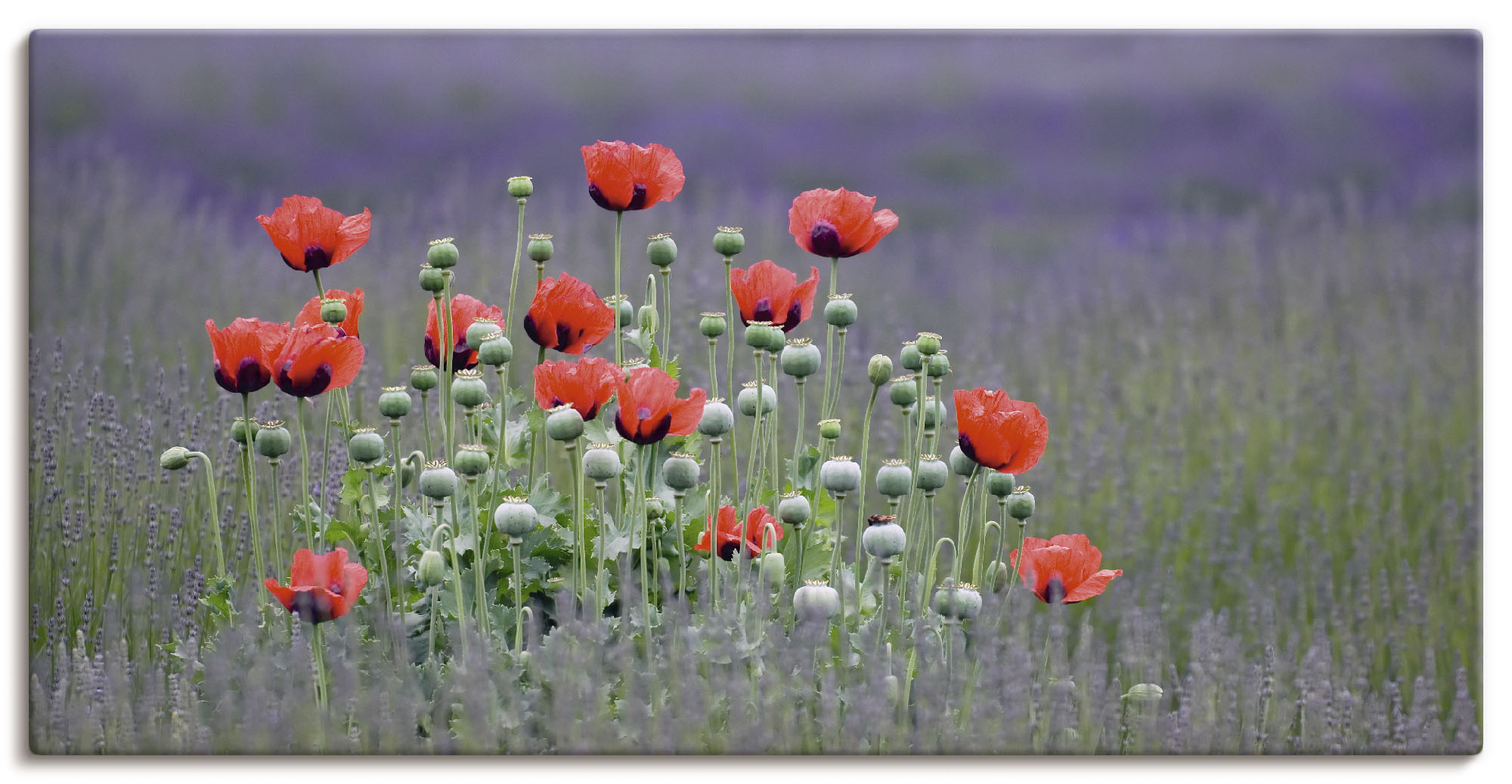 Artland Wandbild "Lavendelfarm in Sequim - Mohnblumen", Blumenwiese, (1 St. günstig online kaufen