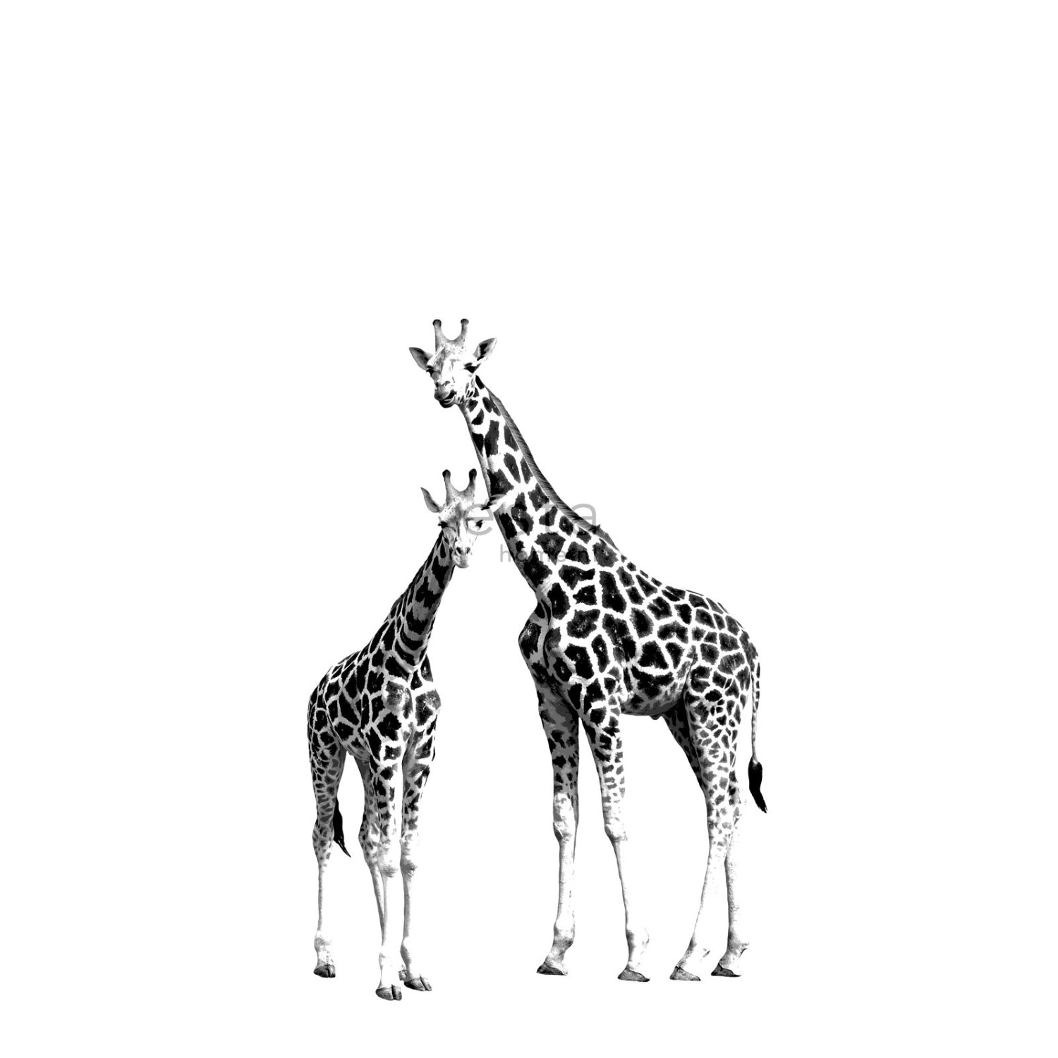 ESTAhome Fototapete Giraffen Schwarz und Weiß 139,5 cm x 2,79 m 158701 günstig online kaufen