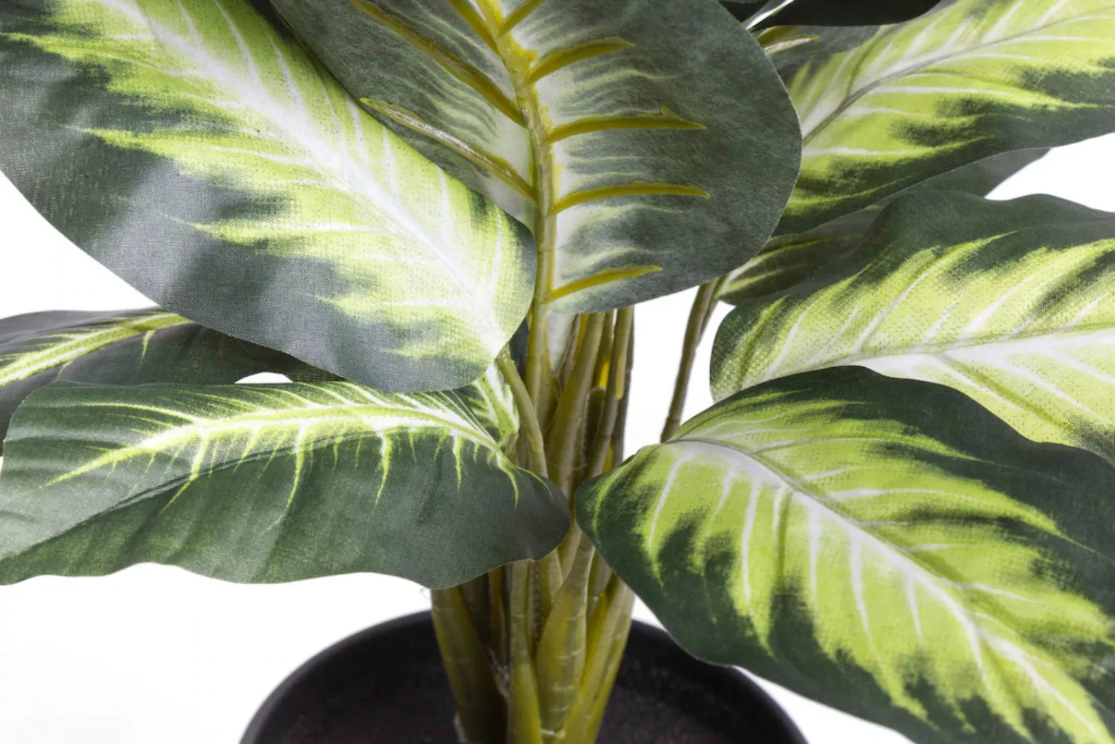 Botanic-Haus Künstliche Zimmerpflanze »Dieffenbachia« günstig online kaufen
