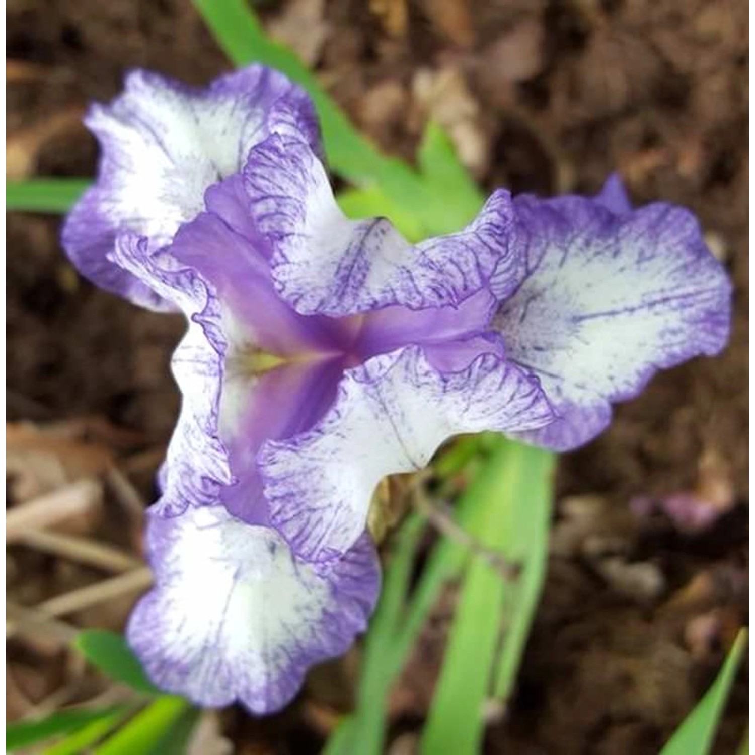 Zwergschwertlilie Pepita - Iris barbata günstig online kaufen