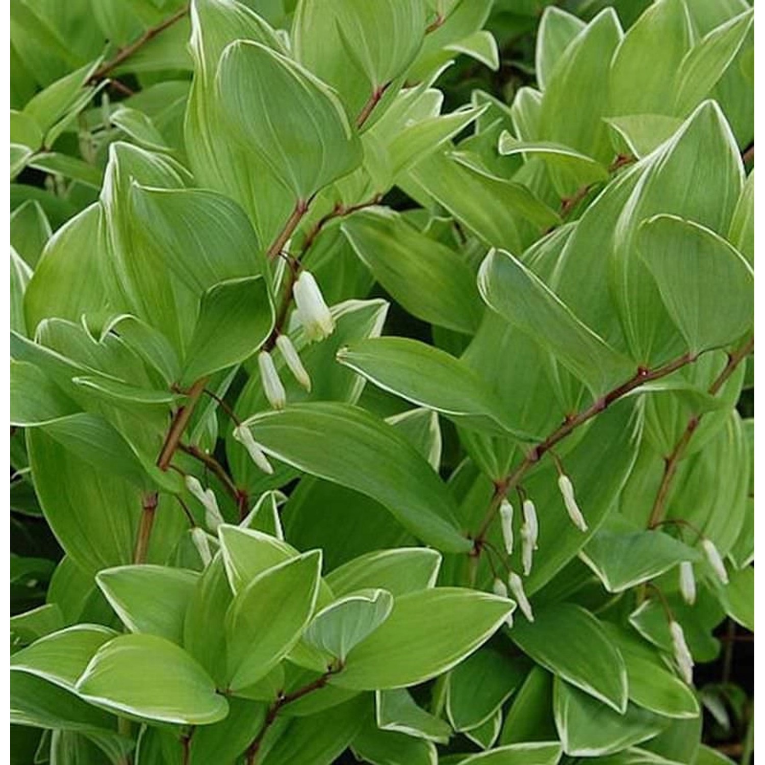 Salomonspiegel Variegatum - Polygonatum falcatum günstig online kaufen