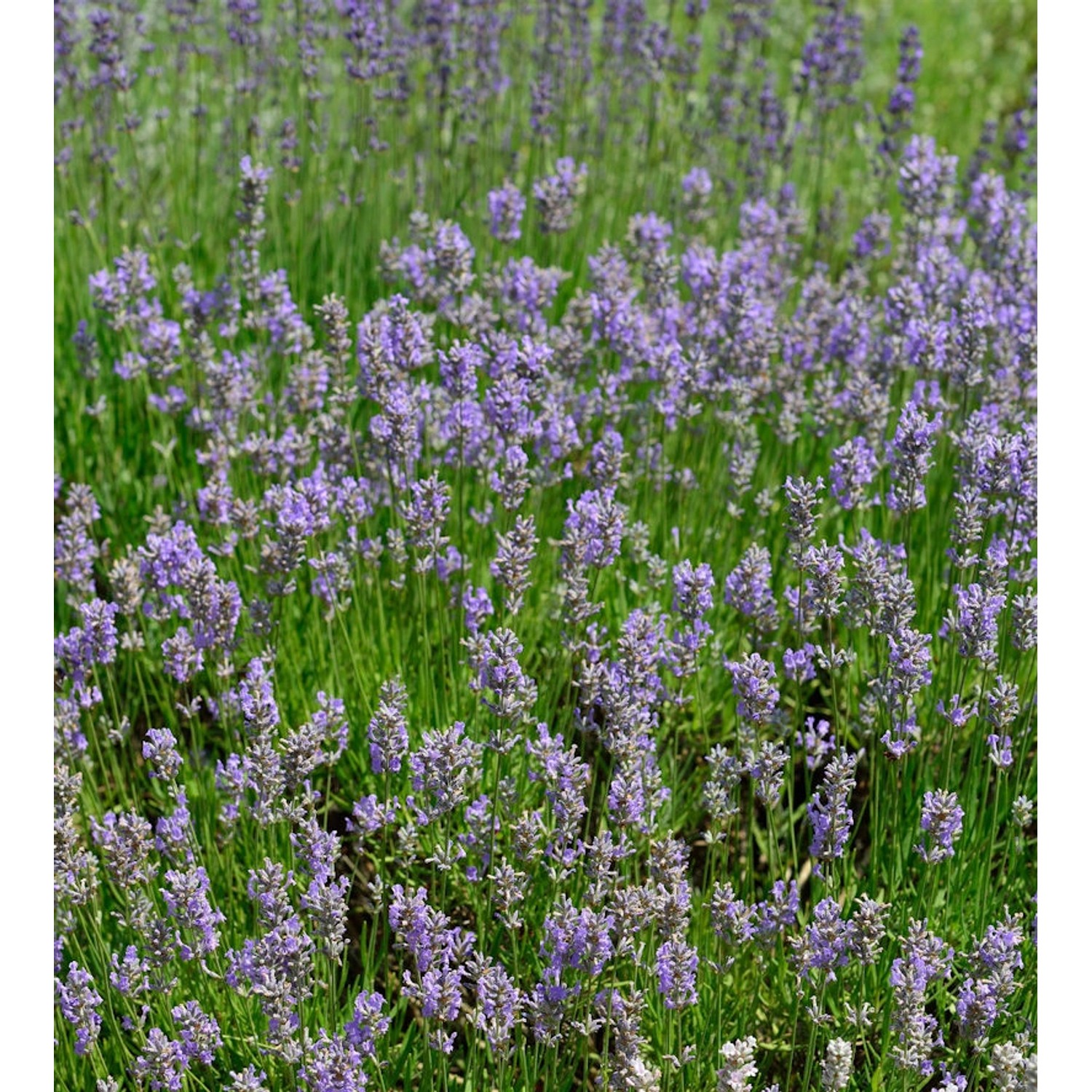 Lavendel Dutch - Lavandula intermedia günstig online kaufen