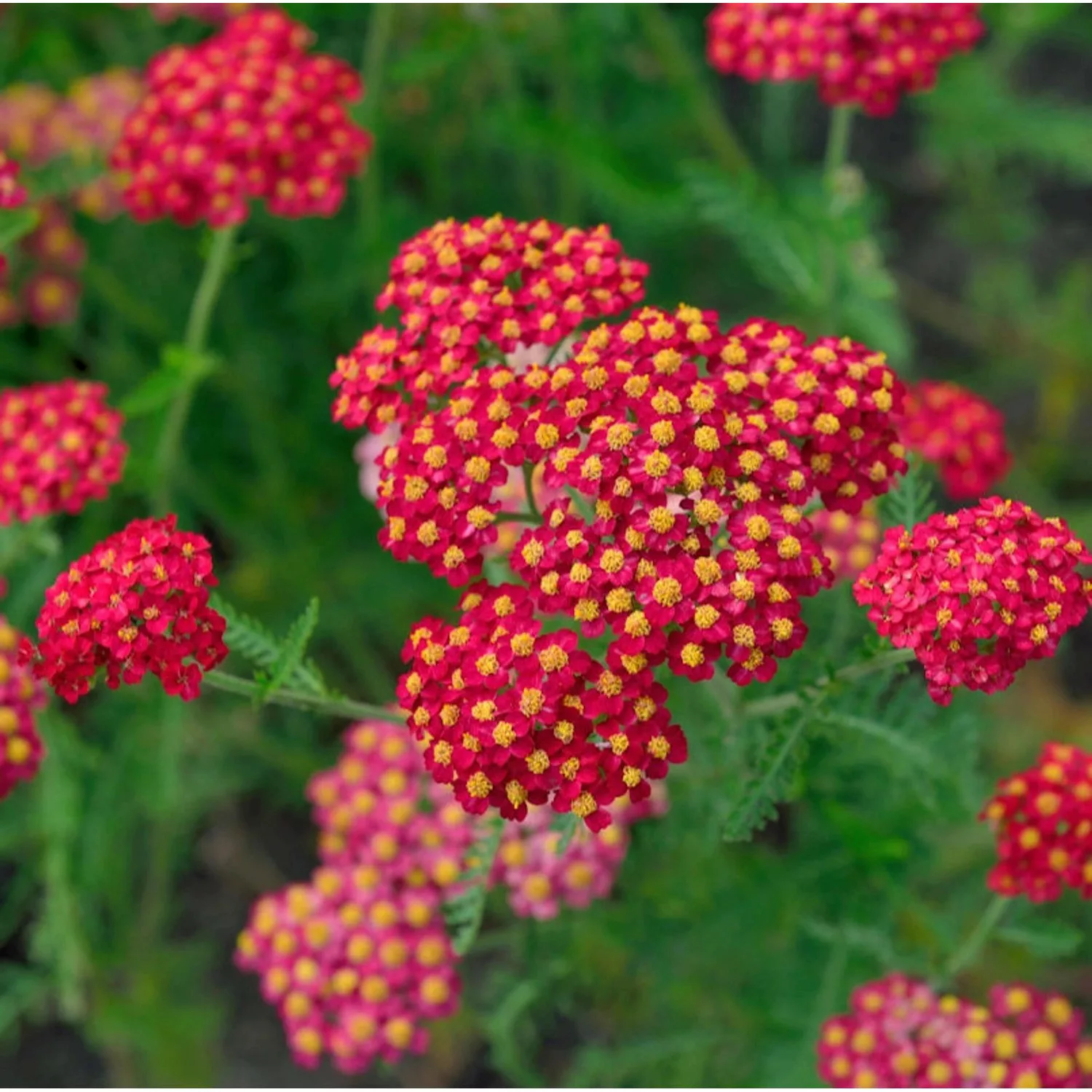 Schafgarbe Petra - Achillea millefolium günstig online kaufen