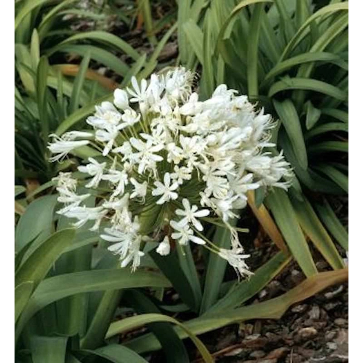 Liebesblume Schmucklilie Polar Ice - Agapanthus africanus günstig online kaufen