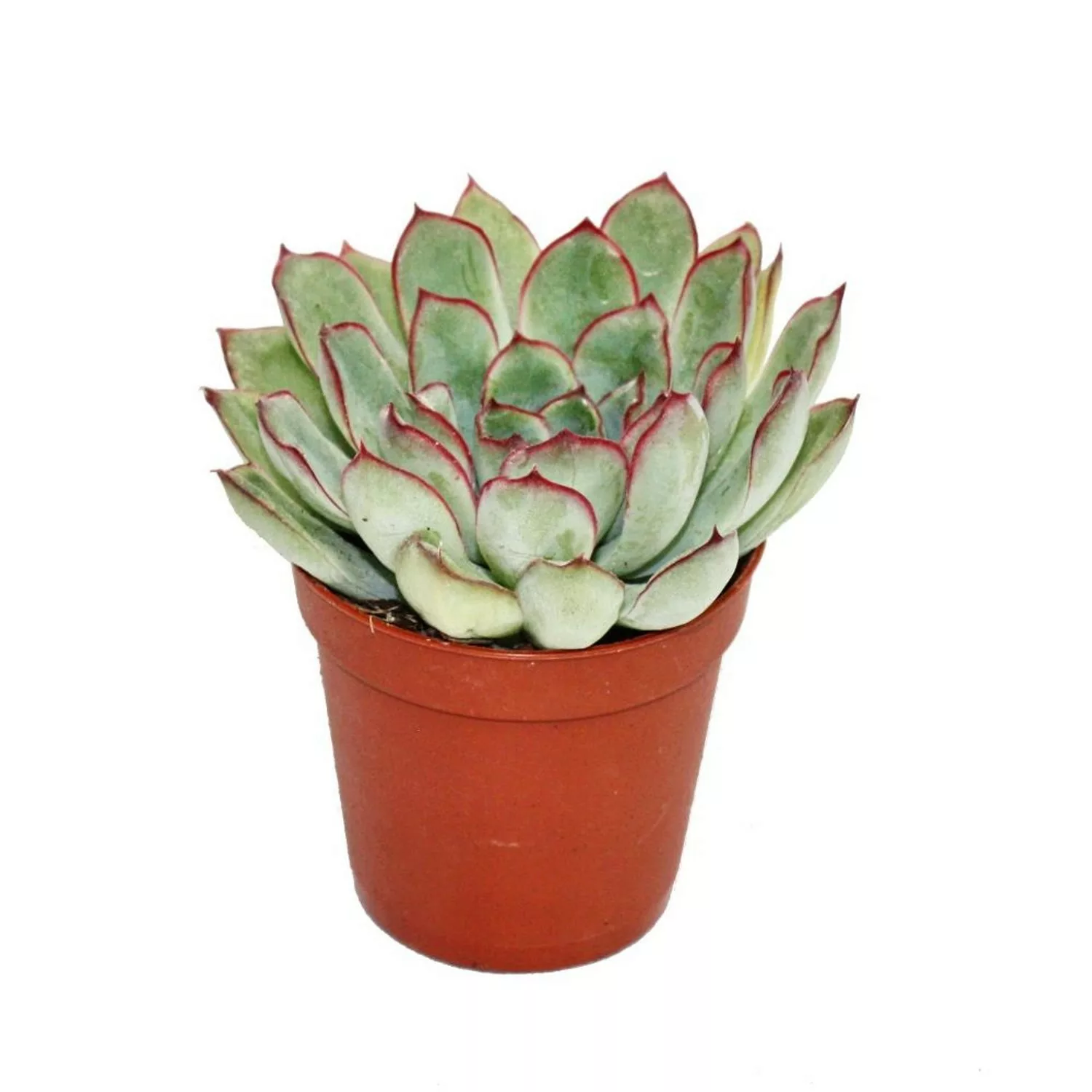 Exotenherz Echeveria Pulidonis Kleine Pflanze im 5,5cm Topf günstig online kaufen