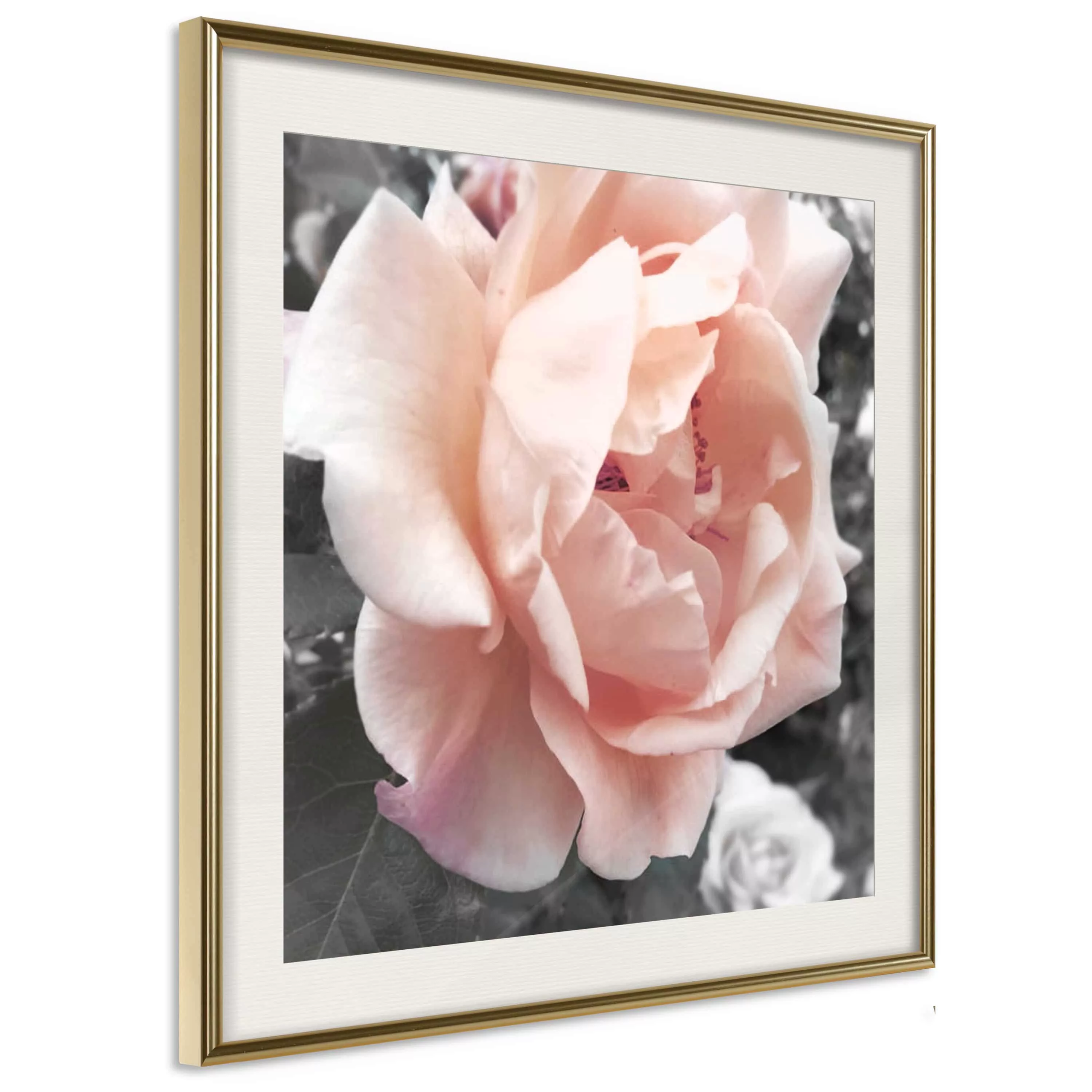 Poster - Delicate Rose günstig online kaufen