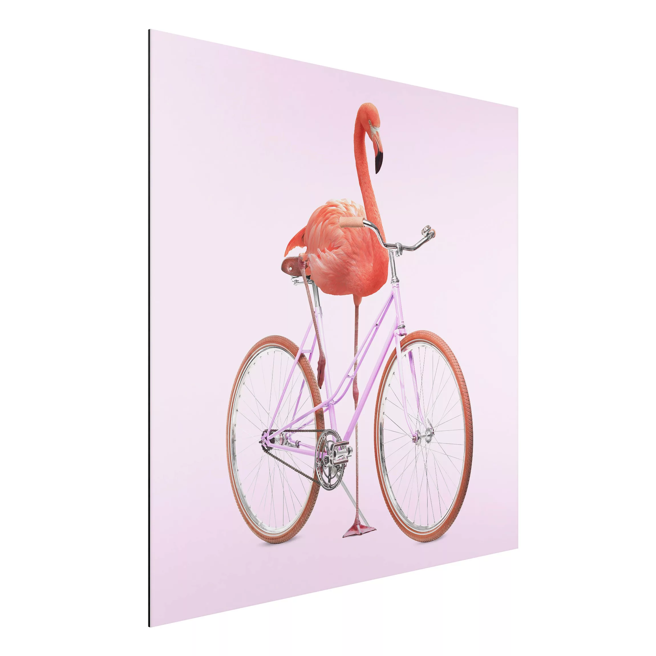 Alu-Dibond Bild Kunstdruck - Quadrat Flamingo mit Fahrrad günstig online kaufen