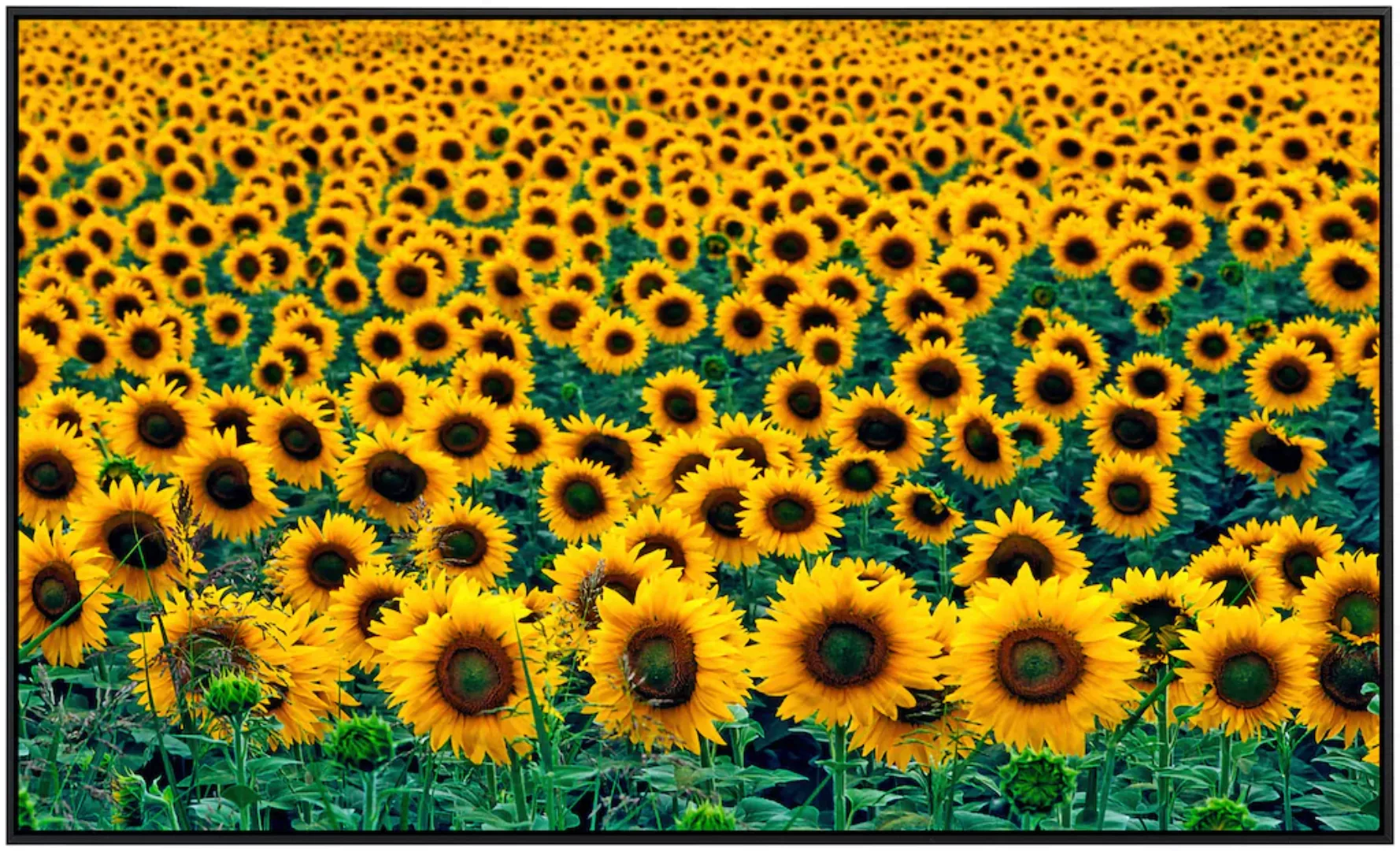 Papermoon Infrarotheizung »Feld der Sonnenblumen«, sehr angenehme Strahlung günstig online kaufen