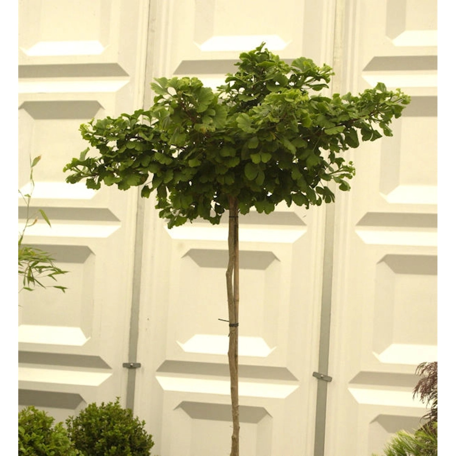 Hochstamm Kugel Fächerblattbaum 40-60cm - Ginkgo biloba günstig online kaufen