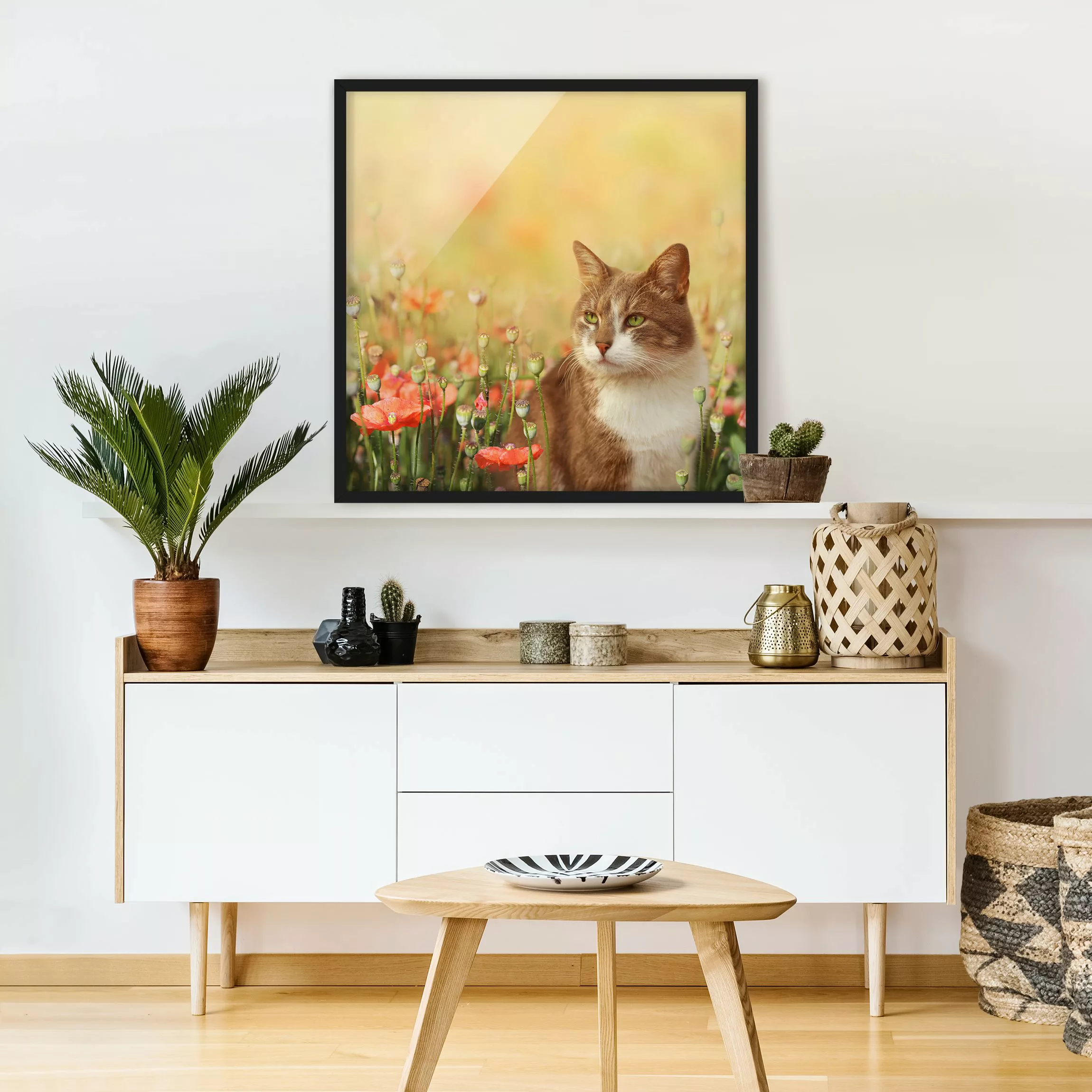 Bild mit Rahmen Blumen - Quadrat Katze im Mohnfeld günstig online kaufen