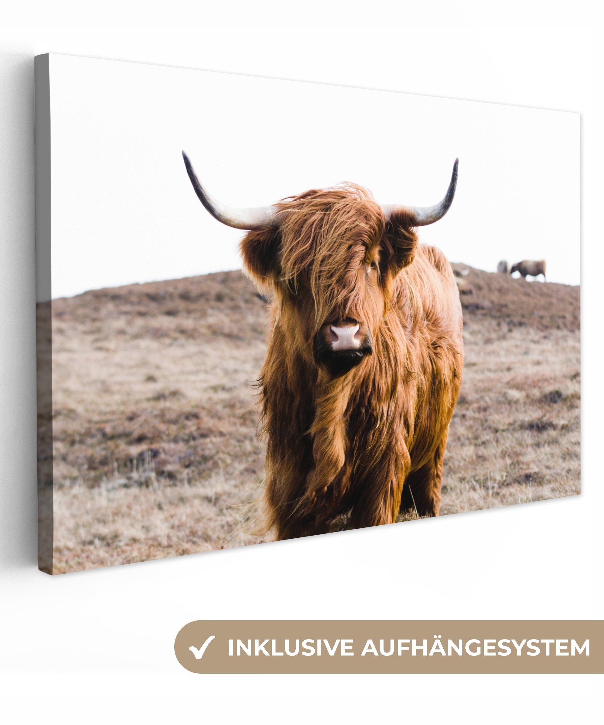 OneMillionCanvasses® Leinwandbild Schottische Highlander - Landschaft günstig online kaufen