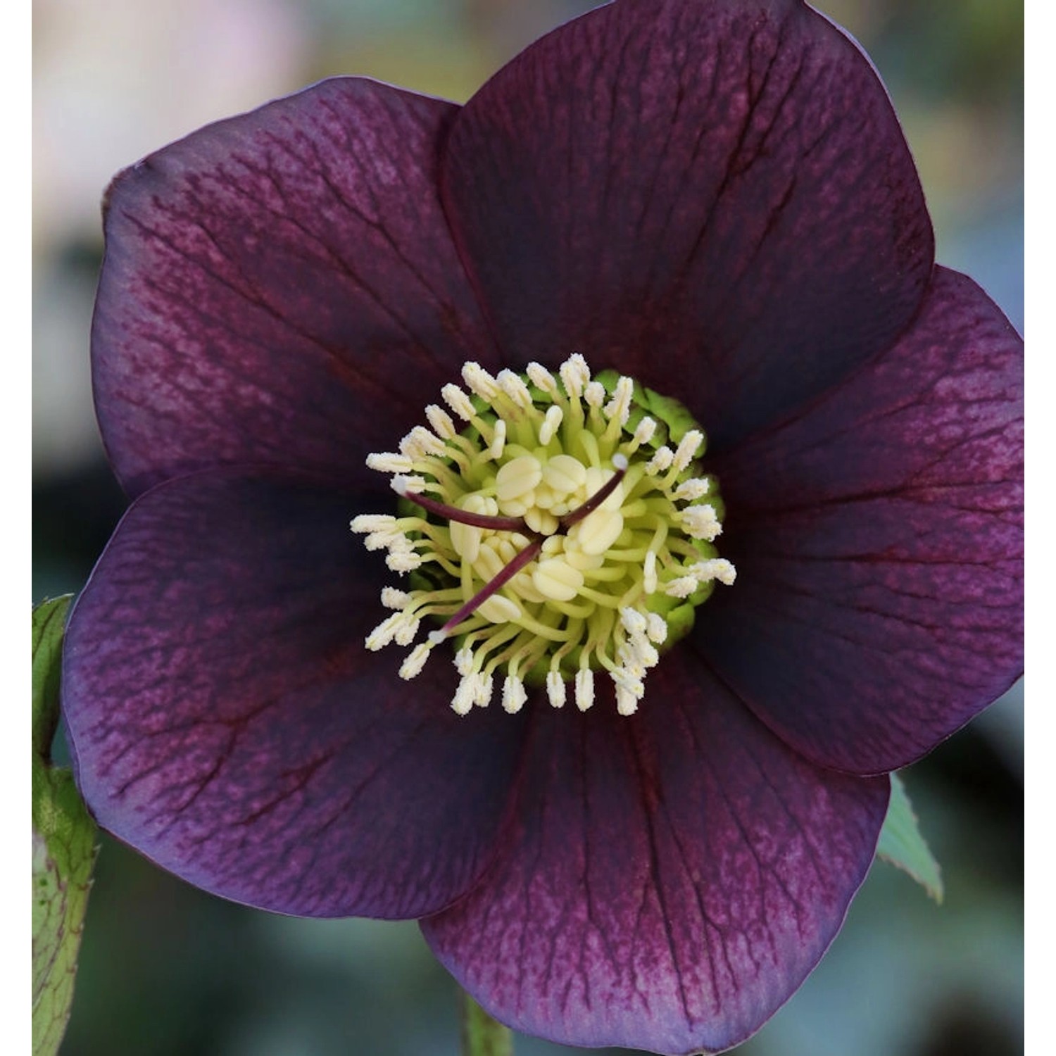 Christrose Lenzrose Blue Lady - Helleborus orientalis günstig online kaufen