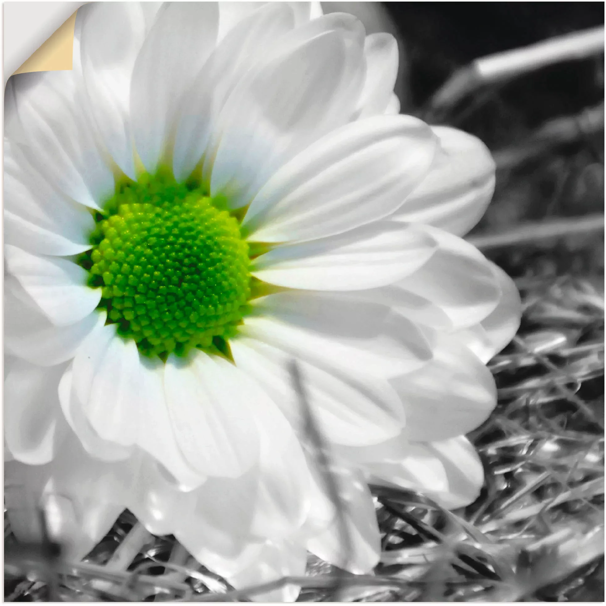 Artland Wandbild »Weiße Blume«, Blumen, (1 St.) günstig online kaufen
