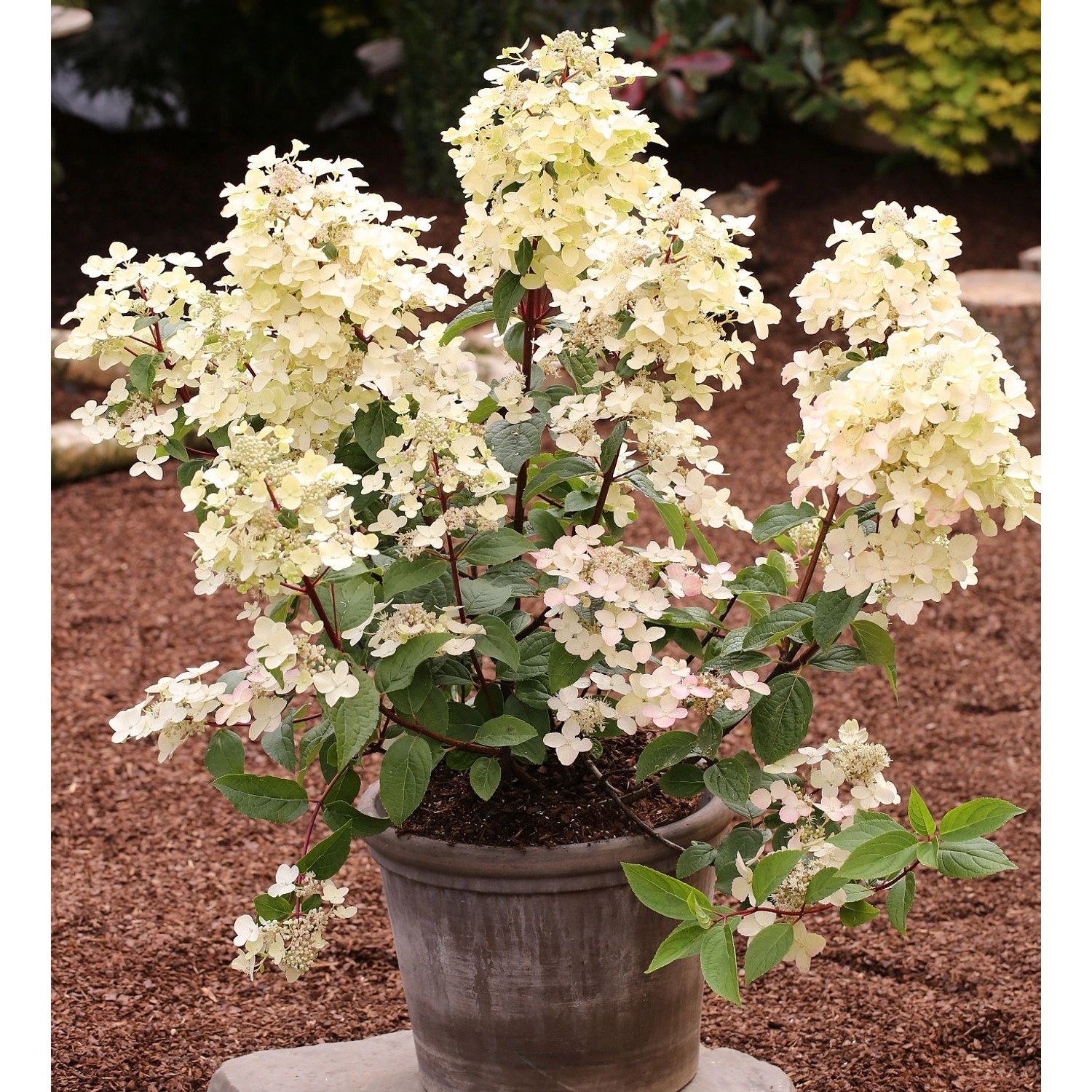 Rispenhortensie Wims Red 30-40cm - Hydrangea paniculata günstig online kaufen