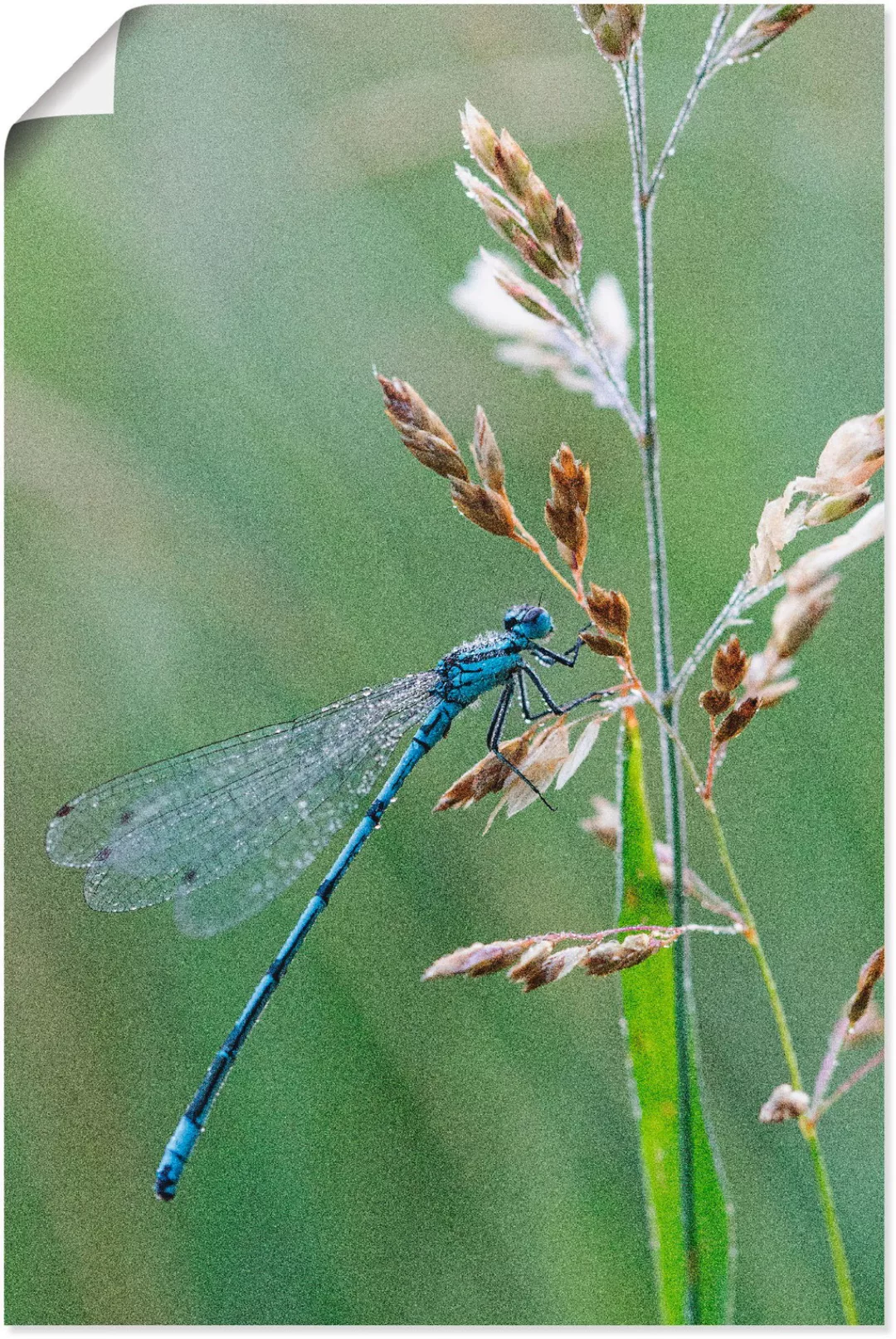 Artland Poster "Kleine Libelle", Insekten, (1 St.), als Alubild, Leinwandbi günstig online kaufen