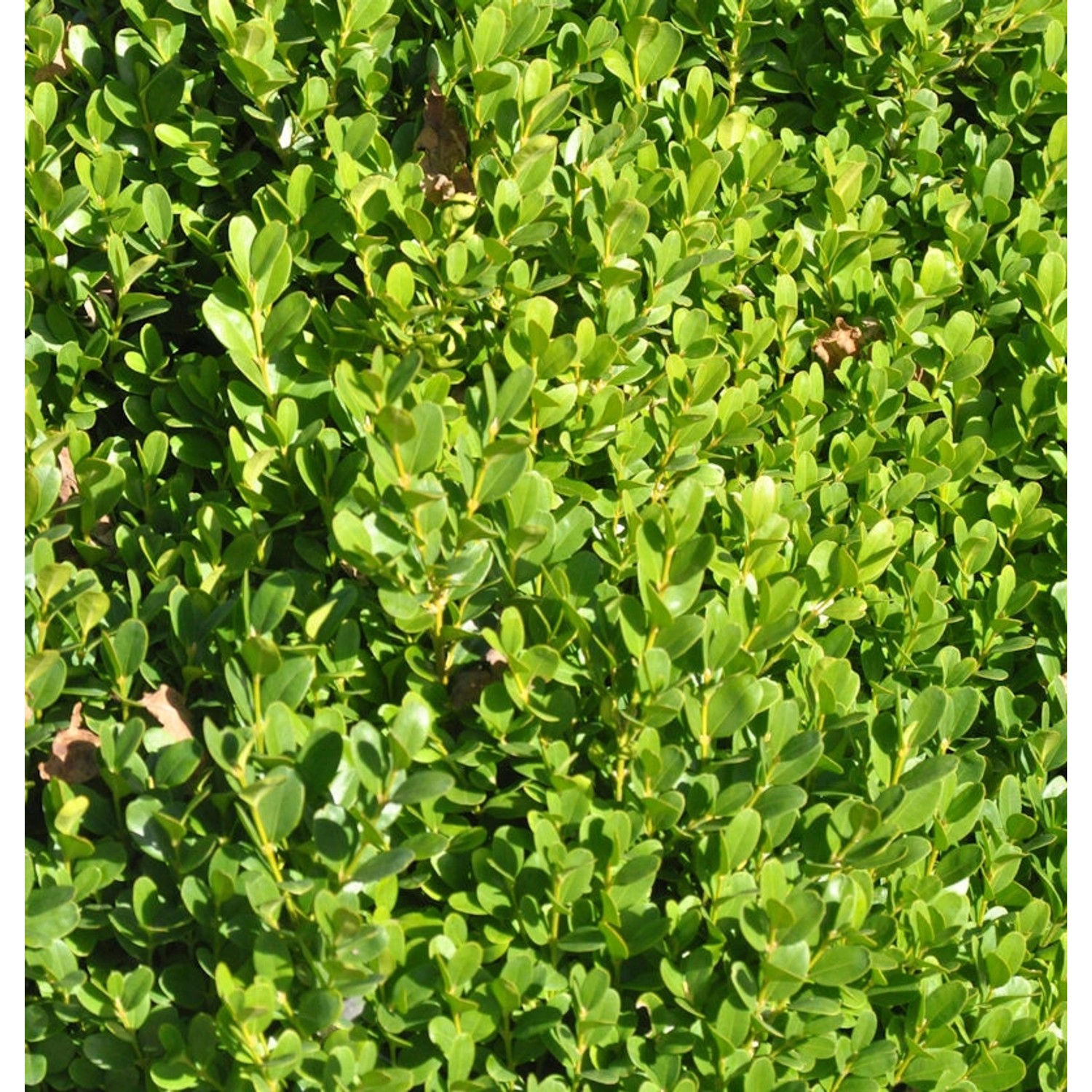 10x Buchsbaum Suffruticosa 10-15cm - Buxus sempervirens günstig online kaufen