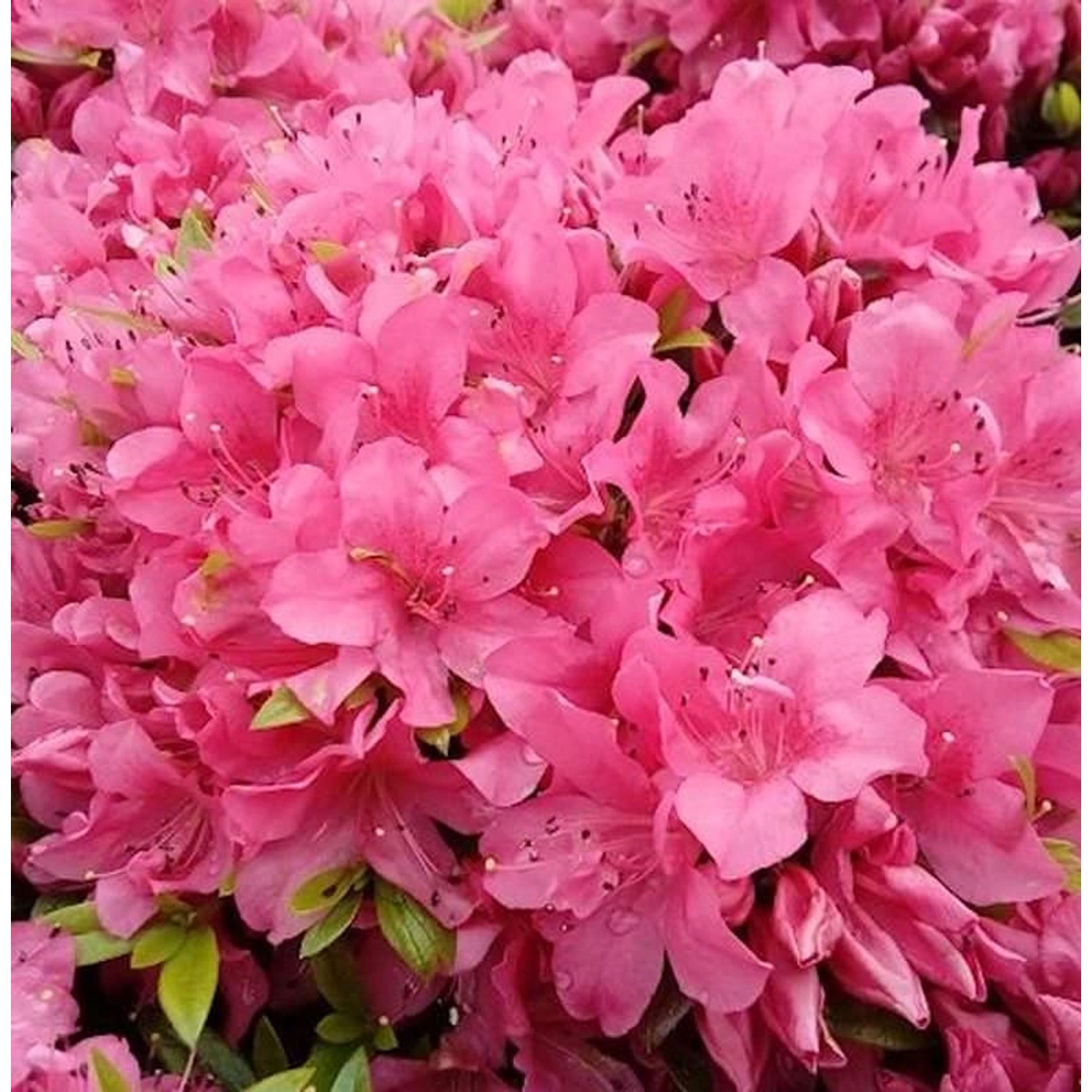 Kriechende Immergrüne Zwerg Azalee Talamanca 20-25cm - Rhododendron nakahar günstig online kaufen