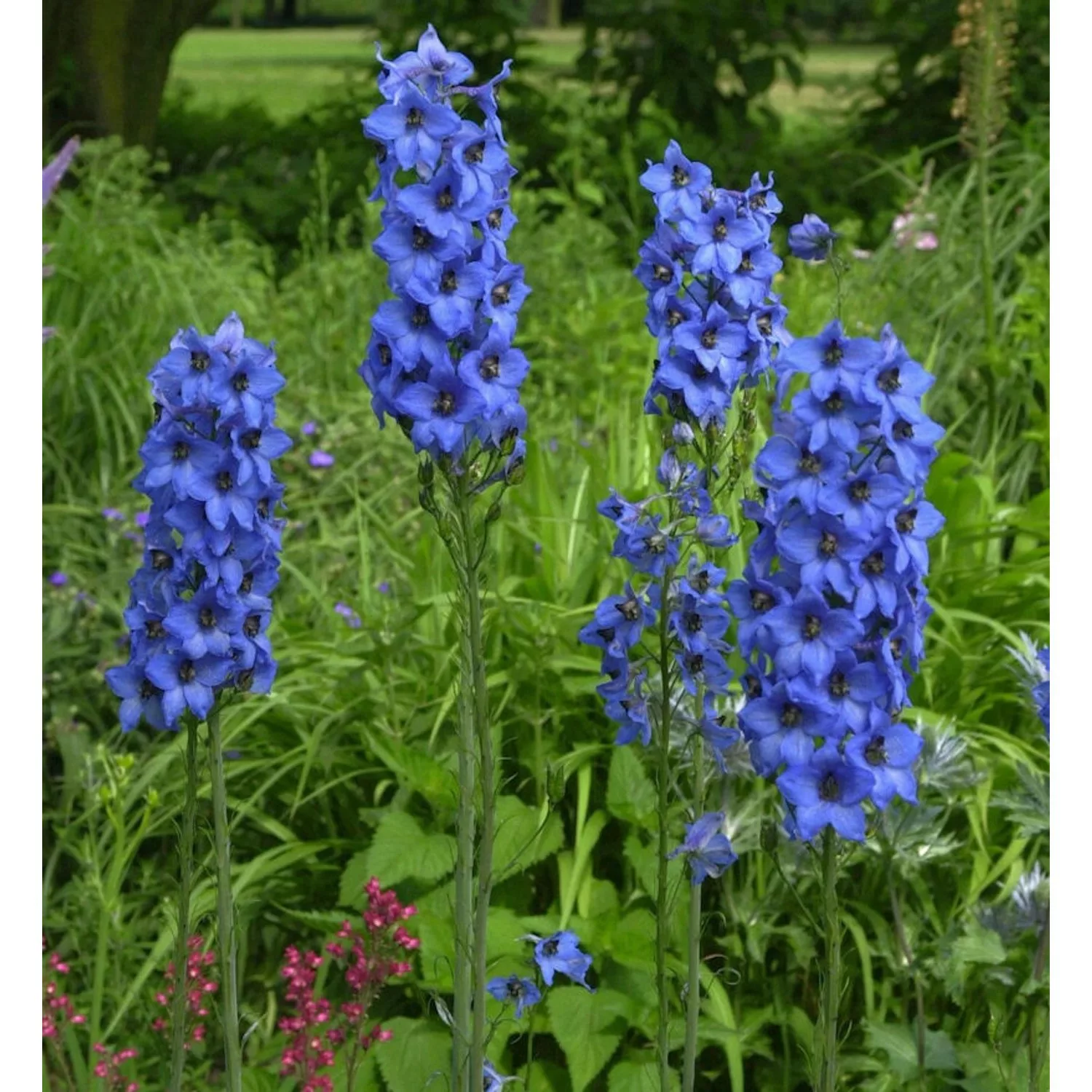 Hohe Rittersporn Fernzünder - Delphinium elatum günstig online kaufen