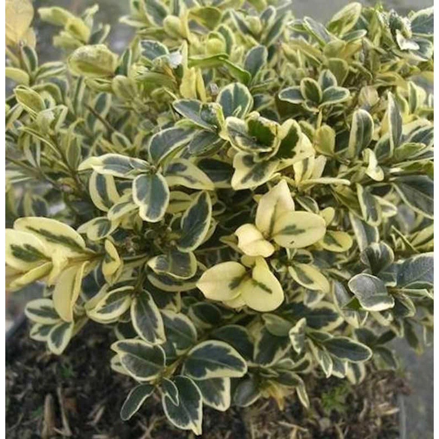 Buntblättriger Buchsbaum 50-60cm - Buxus sempervirens günstig online kaufen