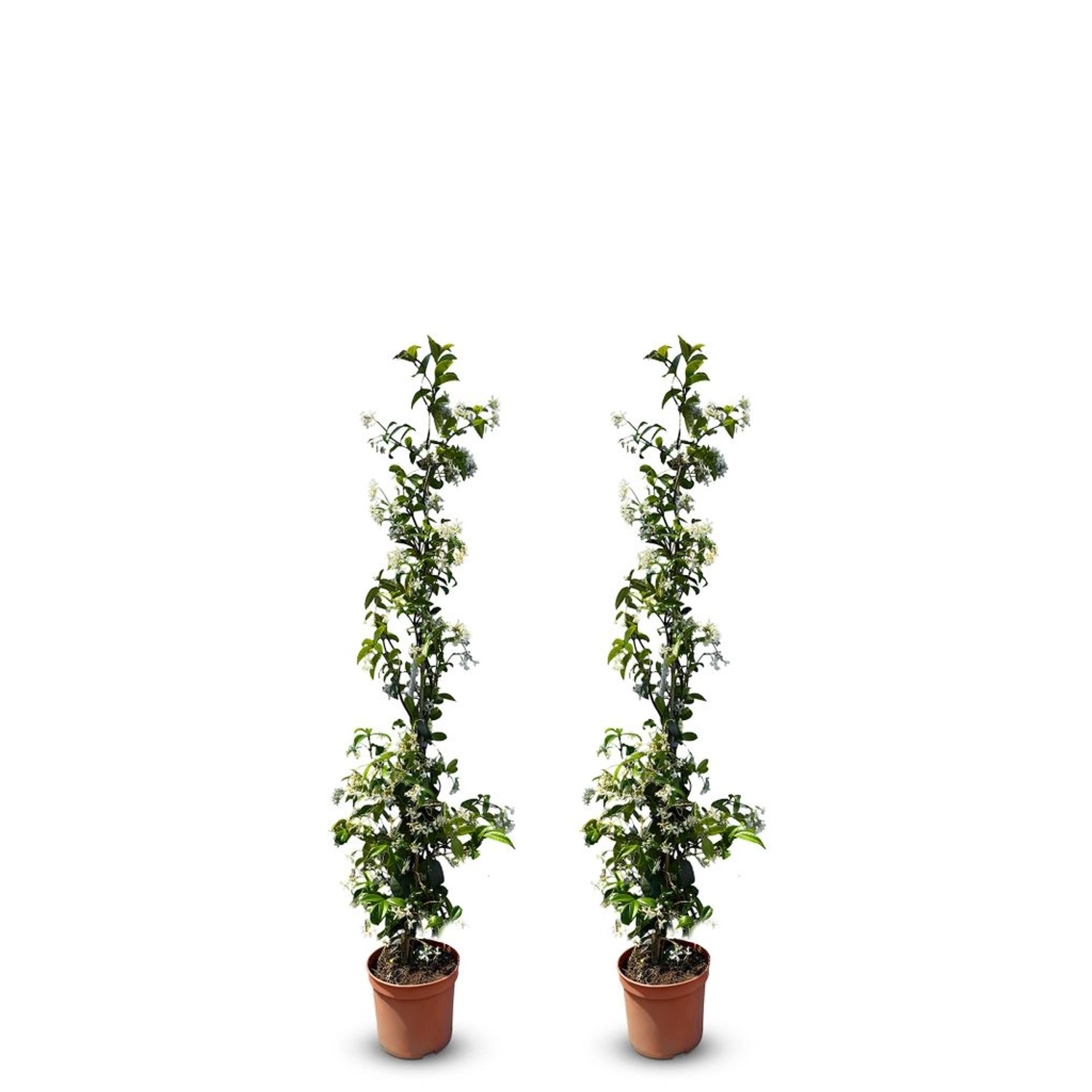 Sunny-Tree Toskanischer Jasmin 2 Stück Kletterpflanze und Außenpflanze  Wid günstig online kaufen