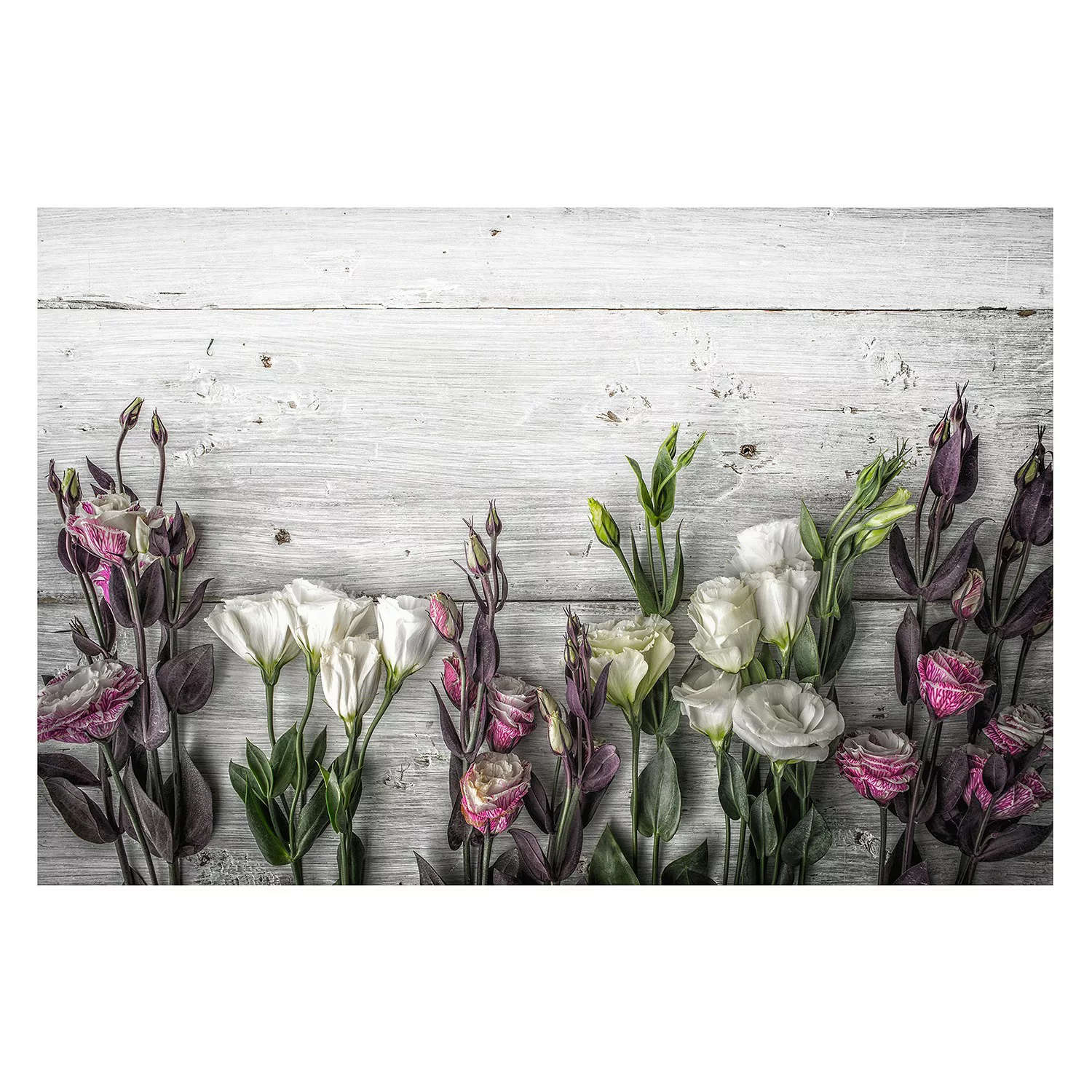 home24 Vliestapete Tulpen-Rose Shabby günstig online kaufen