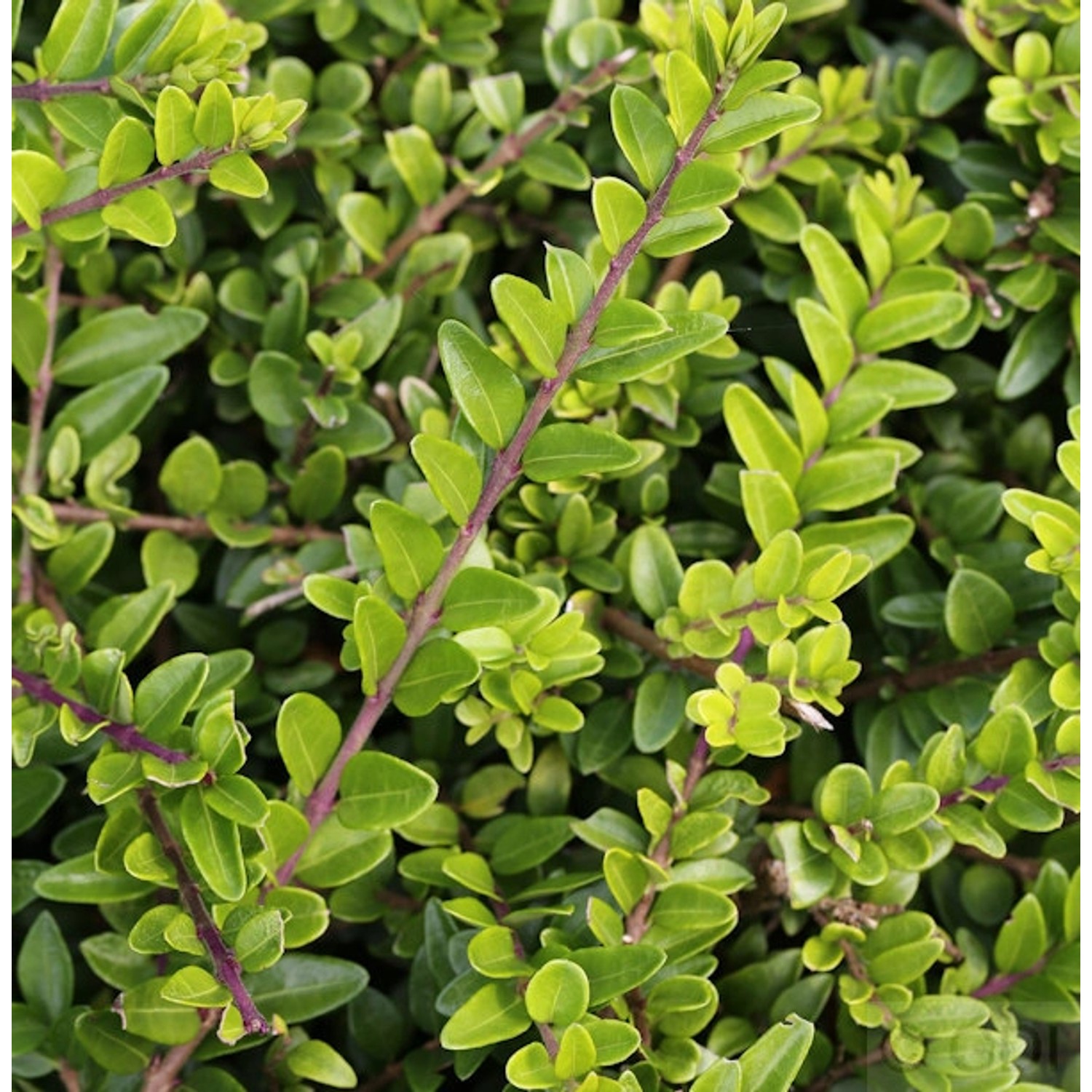 10x Heckenmyrte Maigrün 15-20cm - Lonicera nitida günstig online kaufen