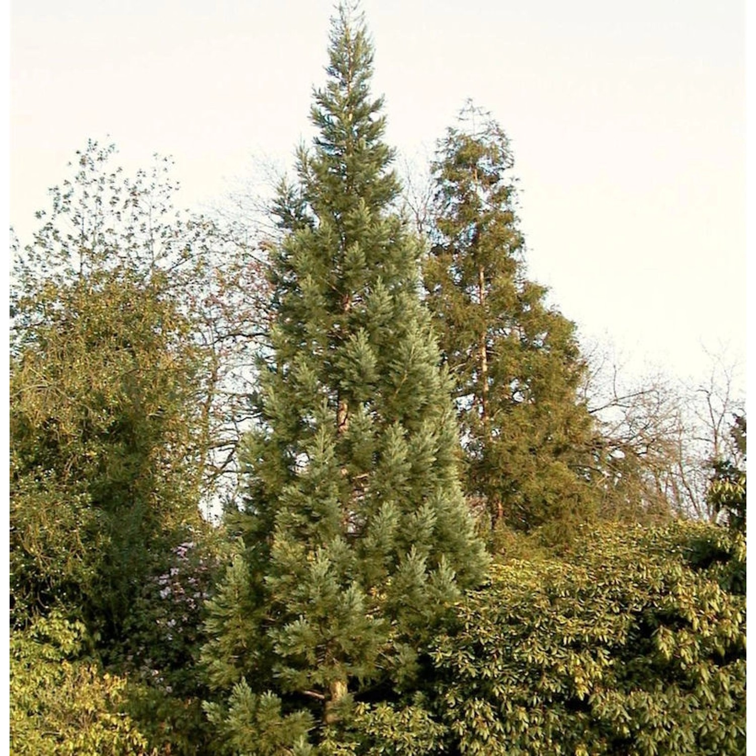 Blauer Kalifornischer Mammutbaum 80-100cm - Sequoiadendron giganteum günstig online kaufen